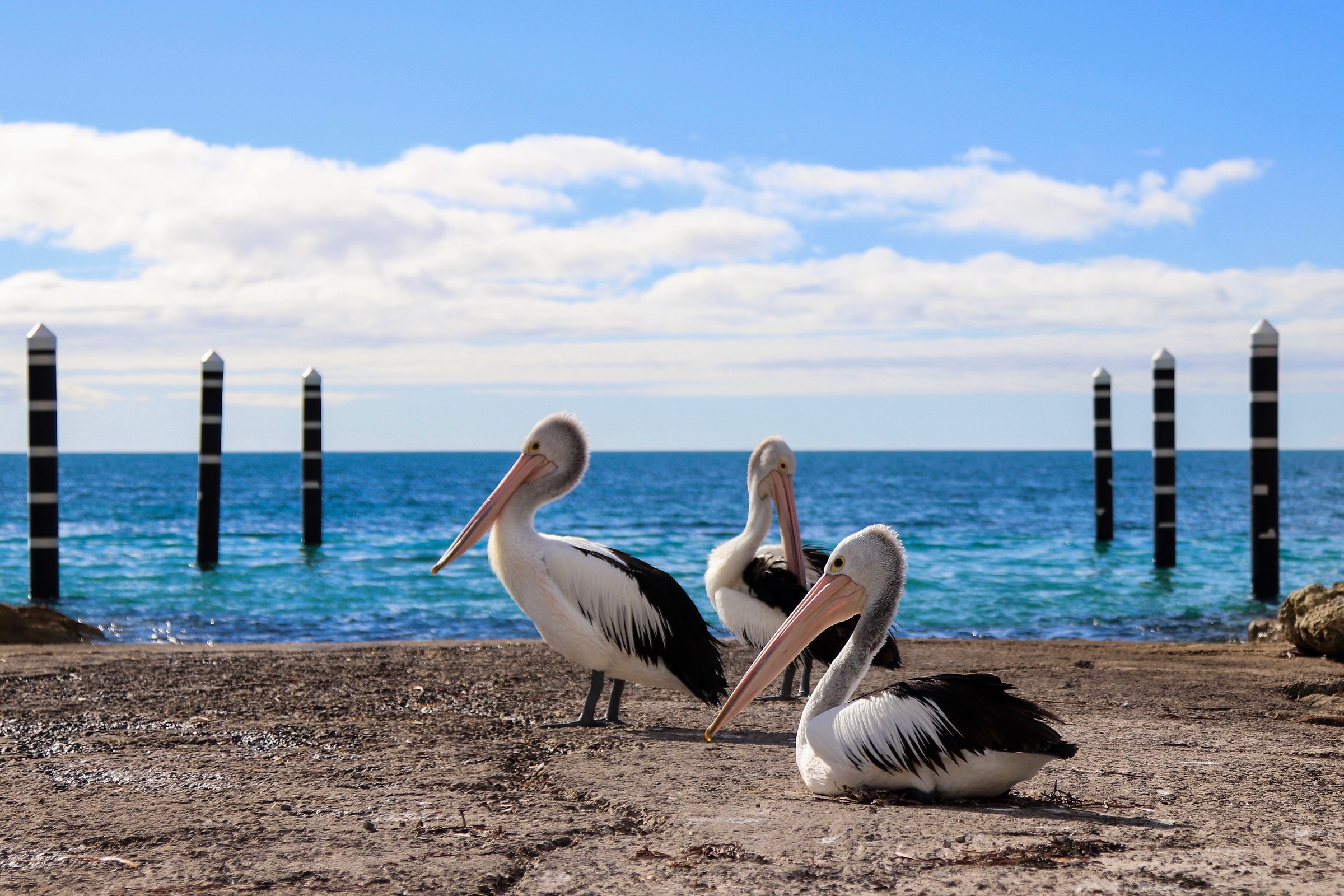 Pellicans in Kangaroo Island