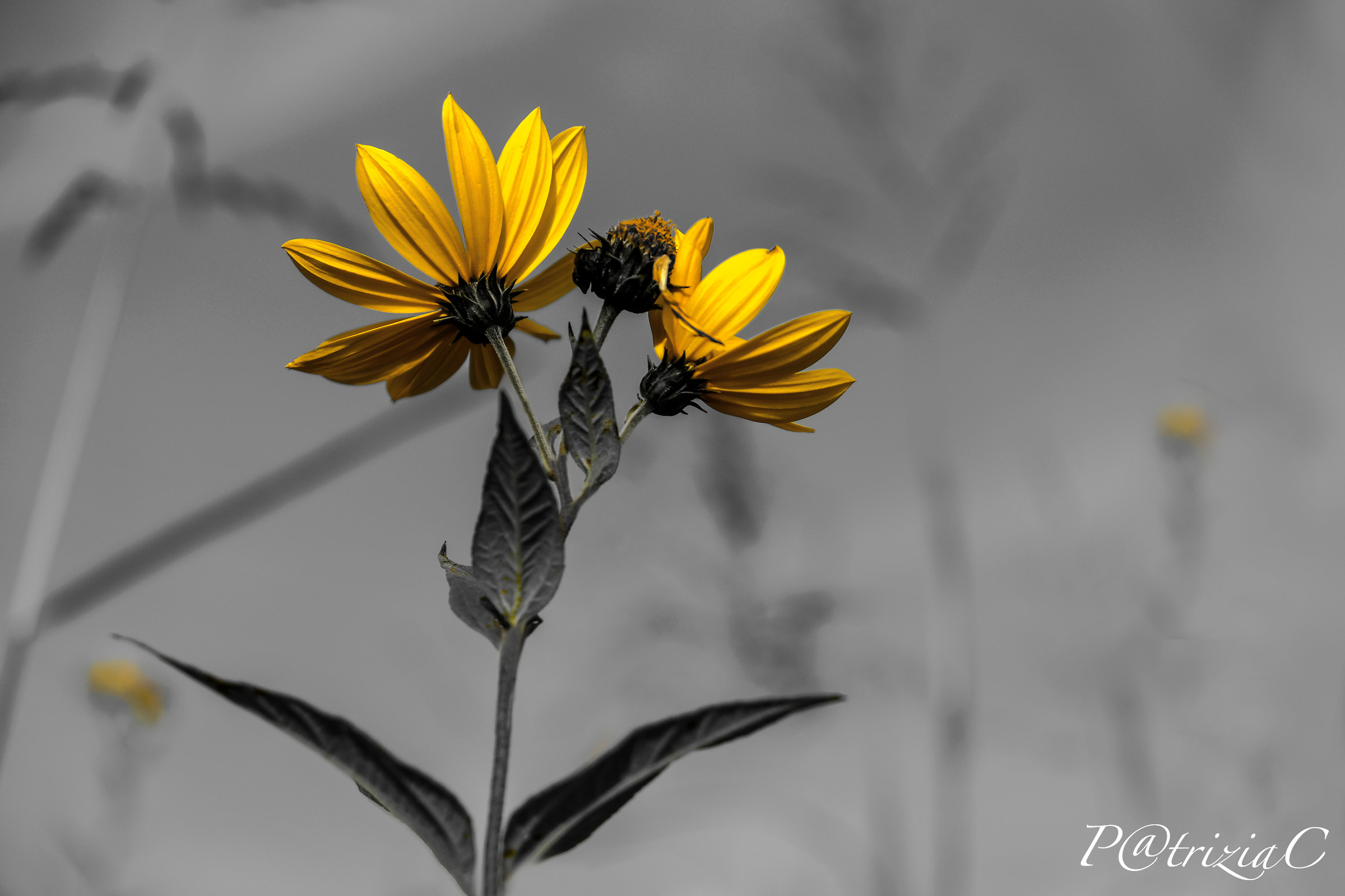 ... colore del giorno : yellow