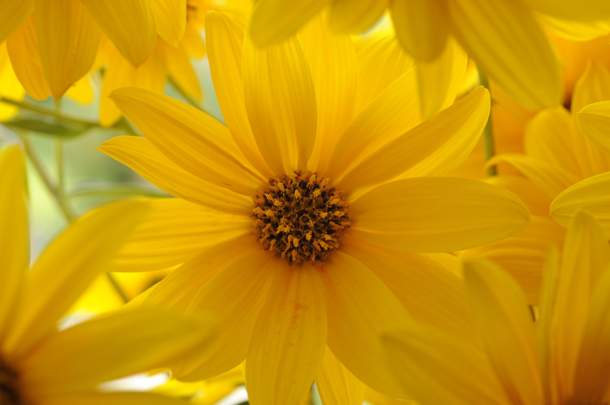 Topinambur - Fiore di campo autunnale