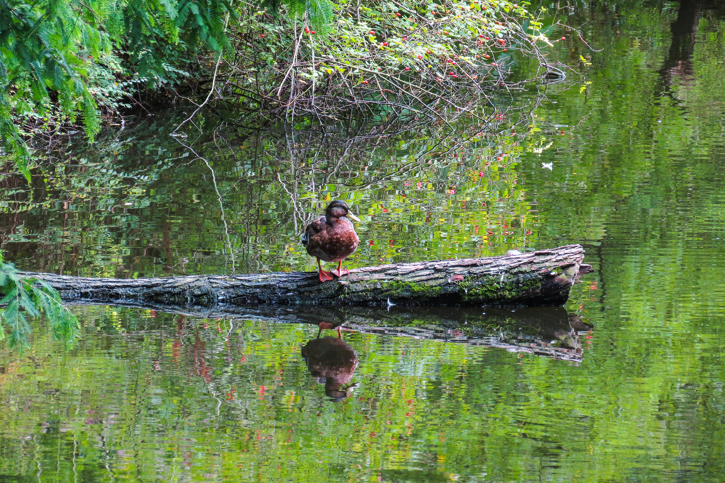 Nel Tiergarten