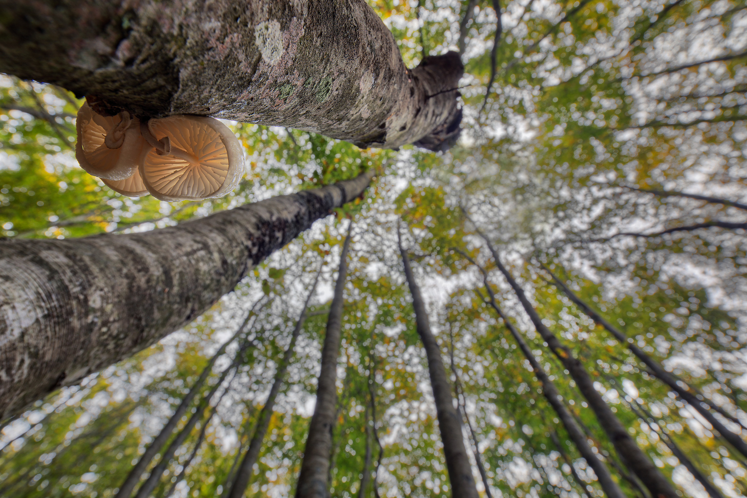 Oudeman's mouth mucid