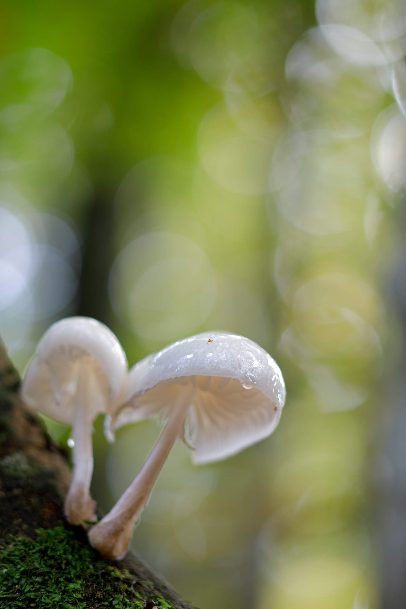 Oudemansiella mucida