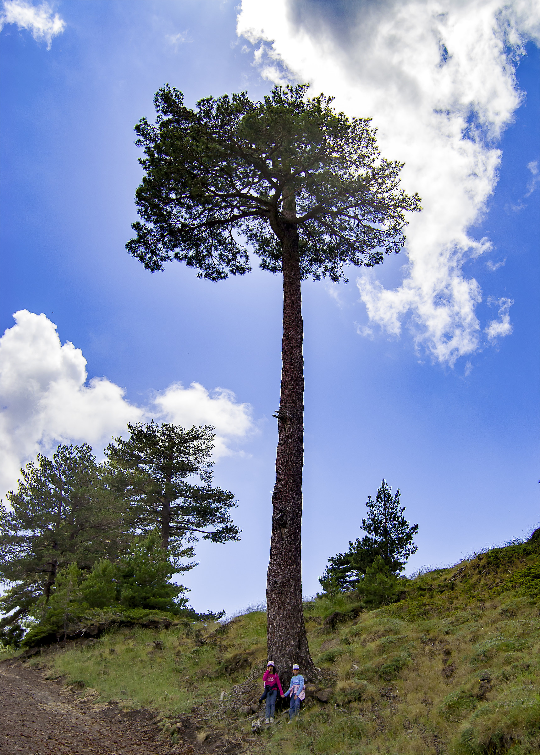 Pine of Etna