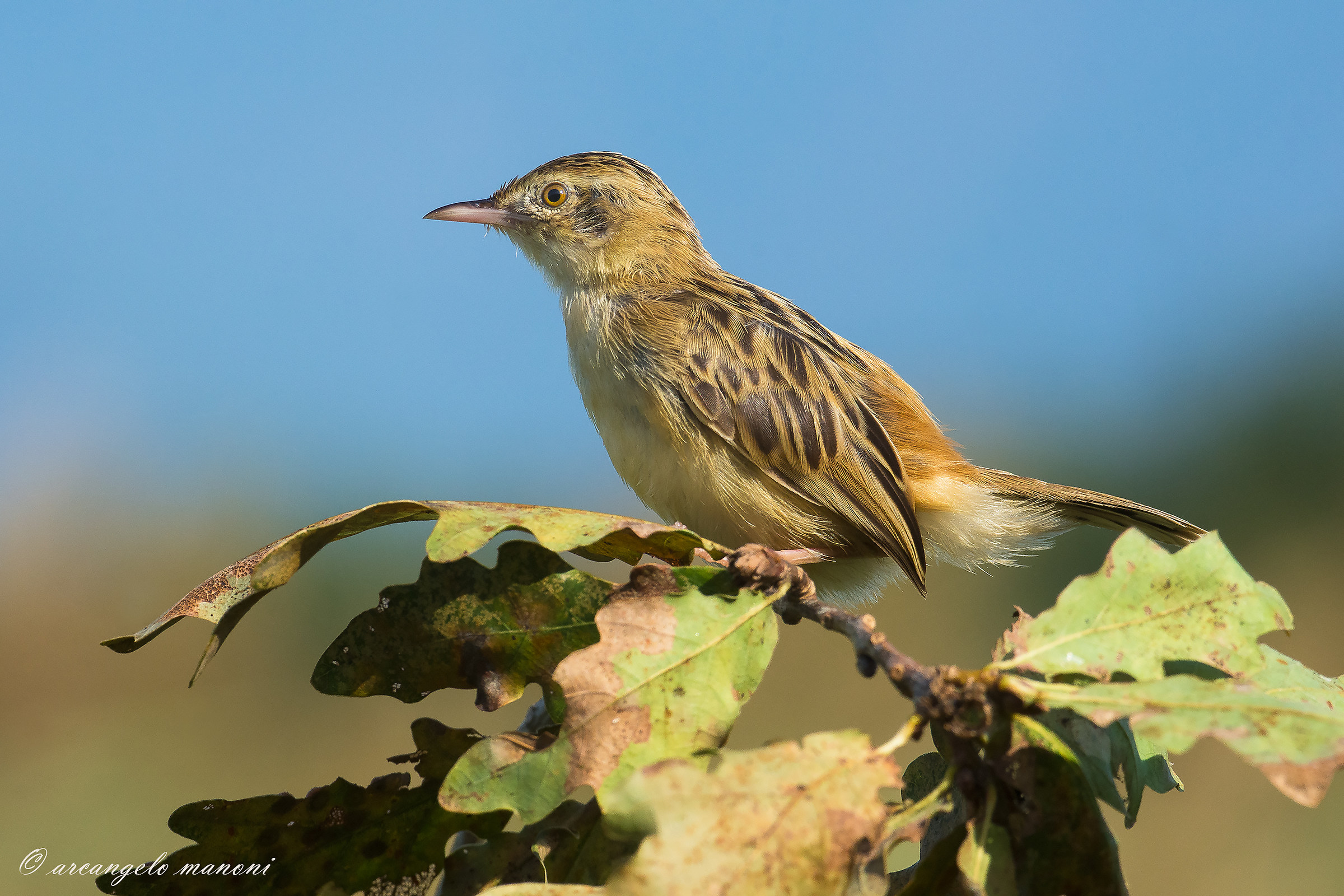 Among the low branches of a young oak