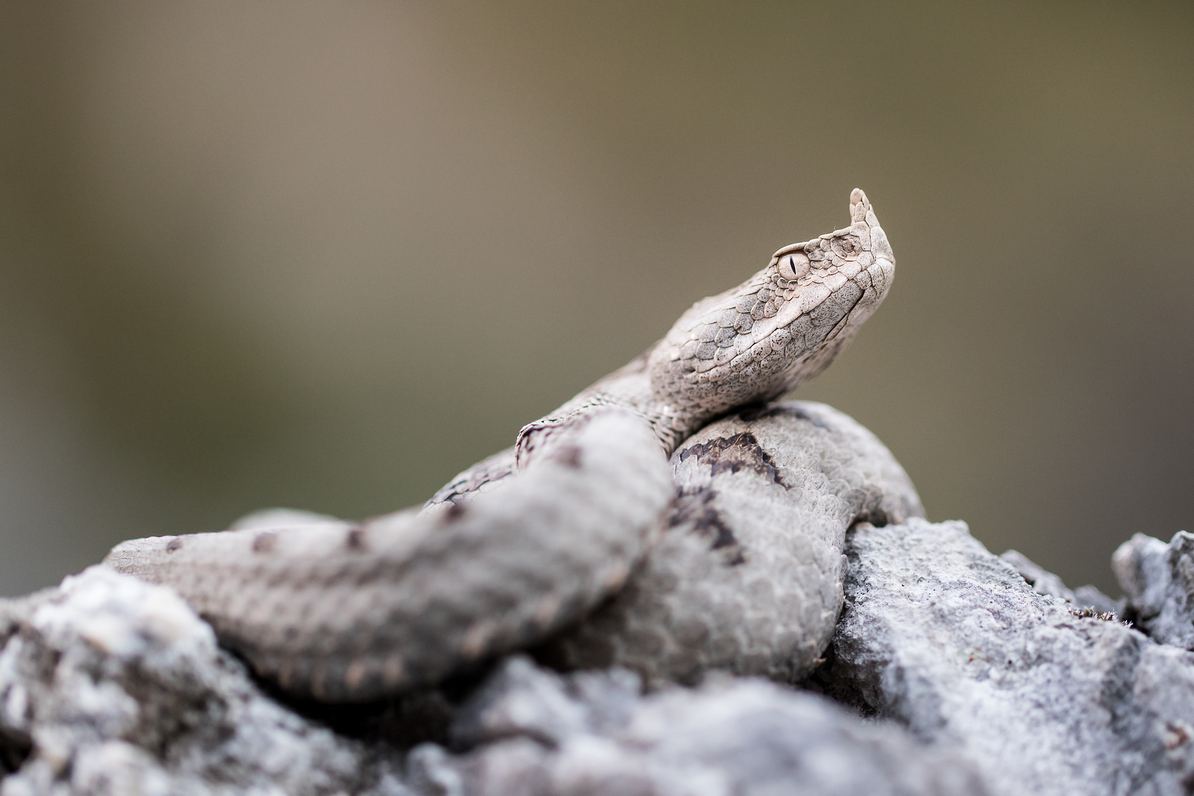 viper from the horn - ammodytes