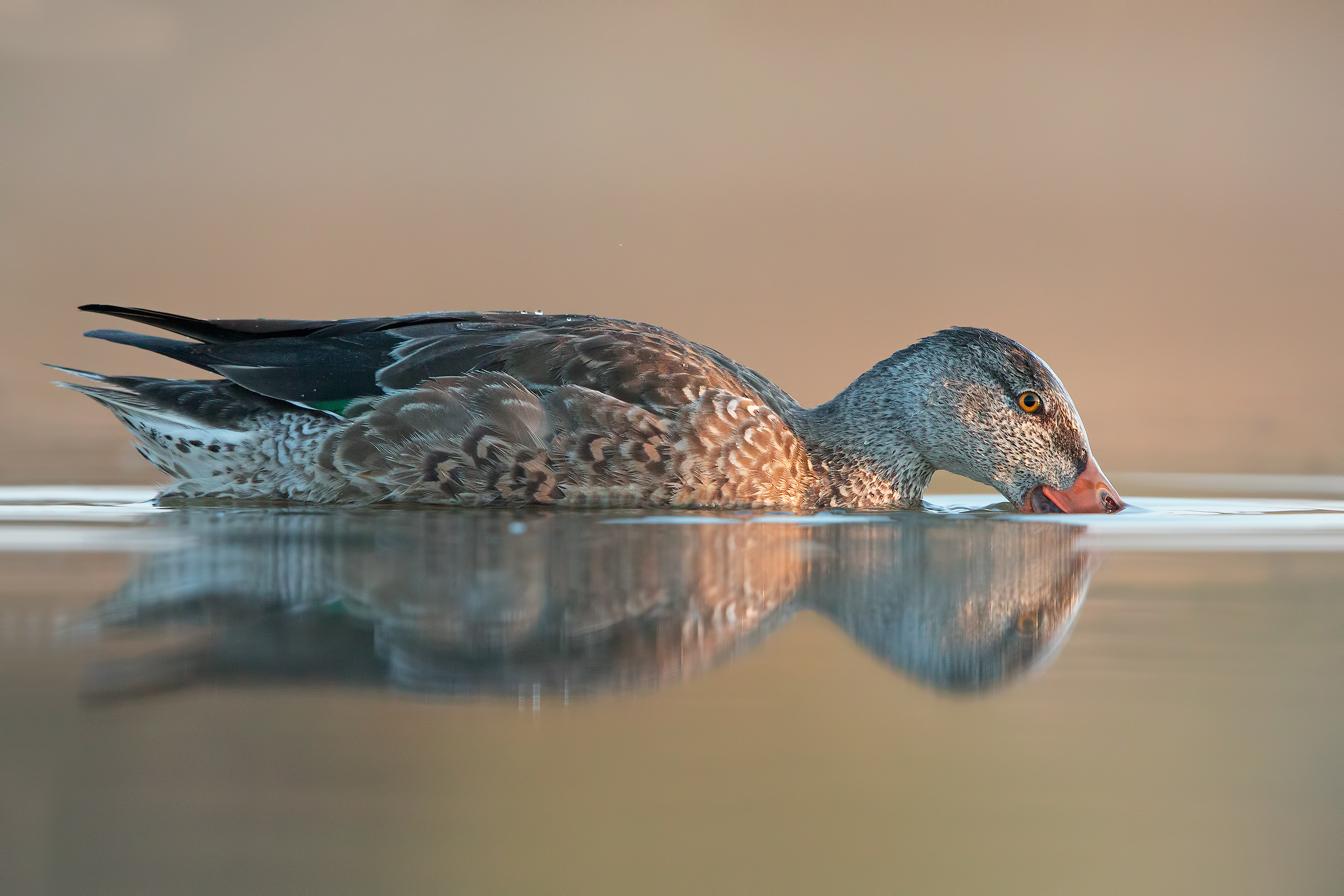 Shoveler