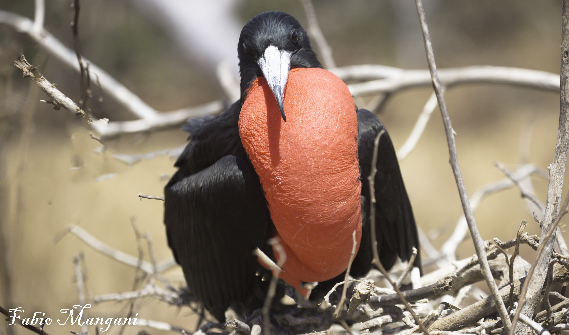 Fregata delle Galapagos