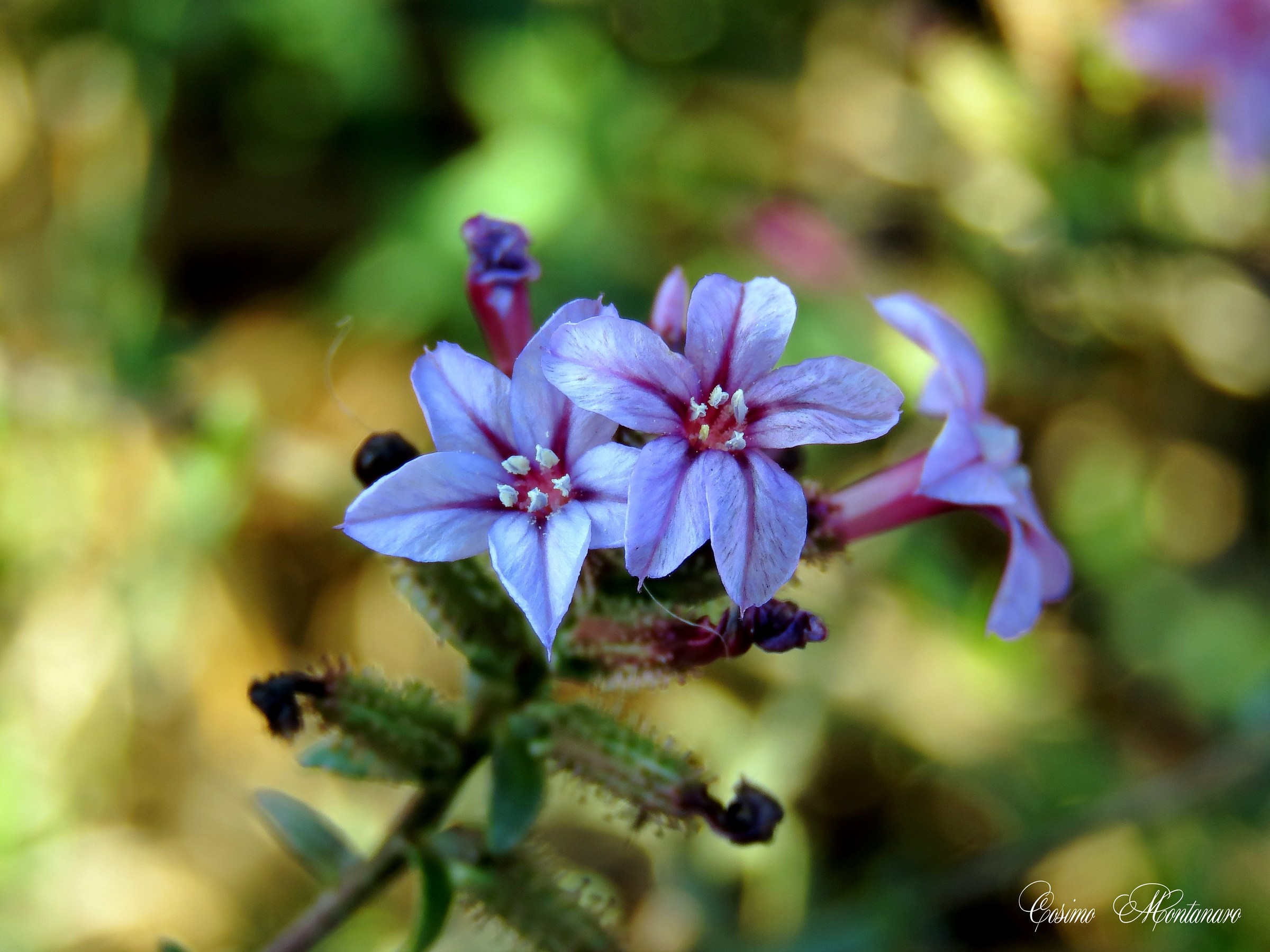 Plumbago europea L.