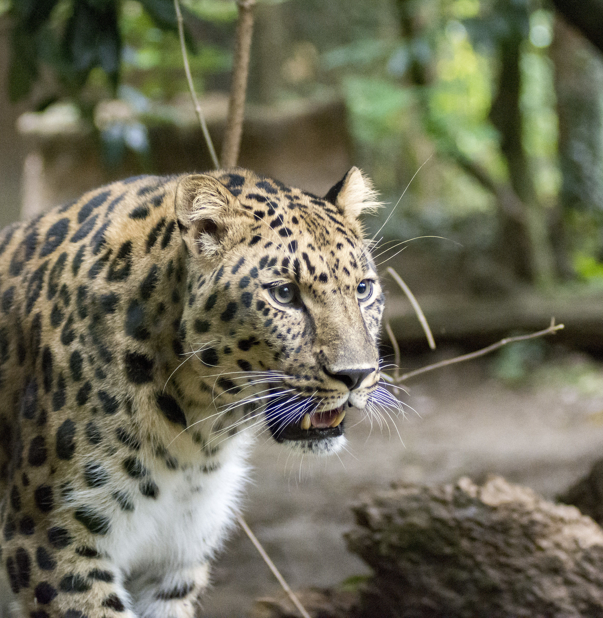 someone wants a scratch