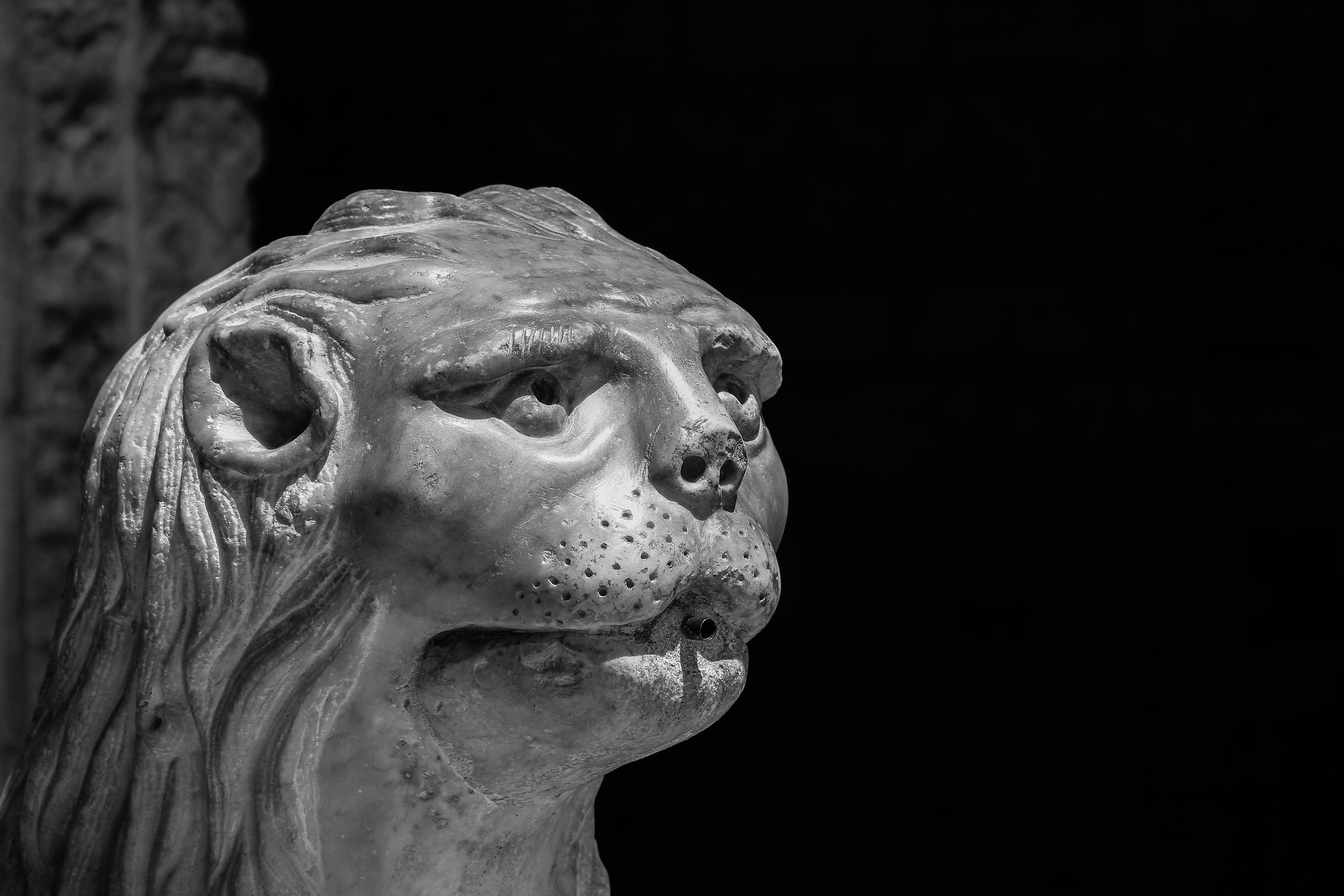 lion head