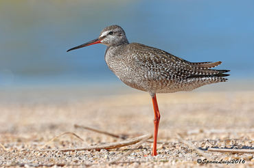 Tringa erythropus