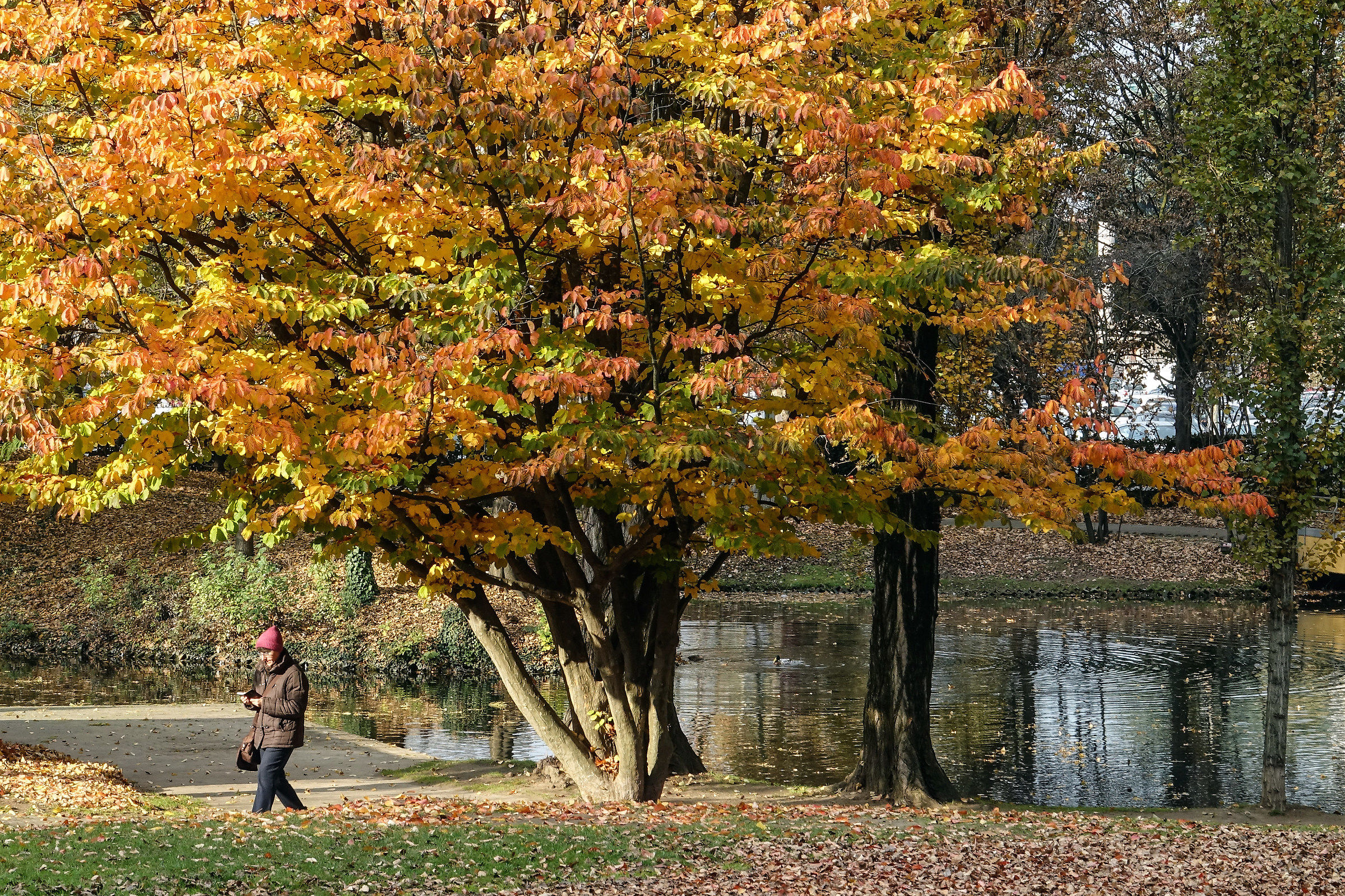 parco parri vigevano