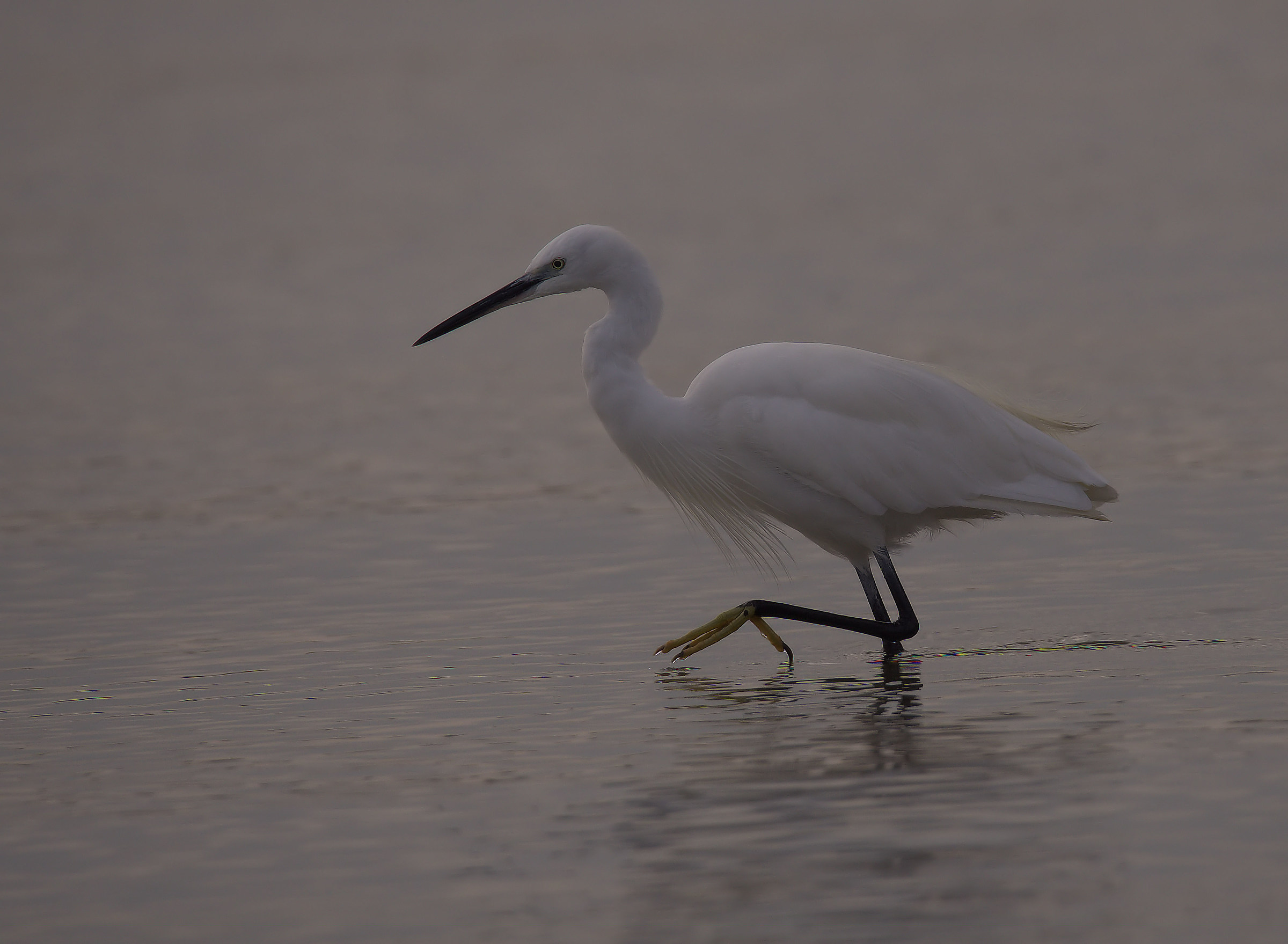 Egret