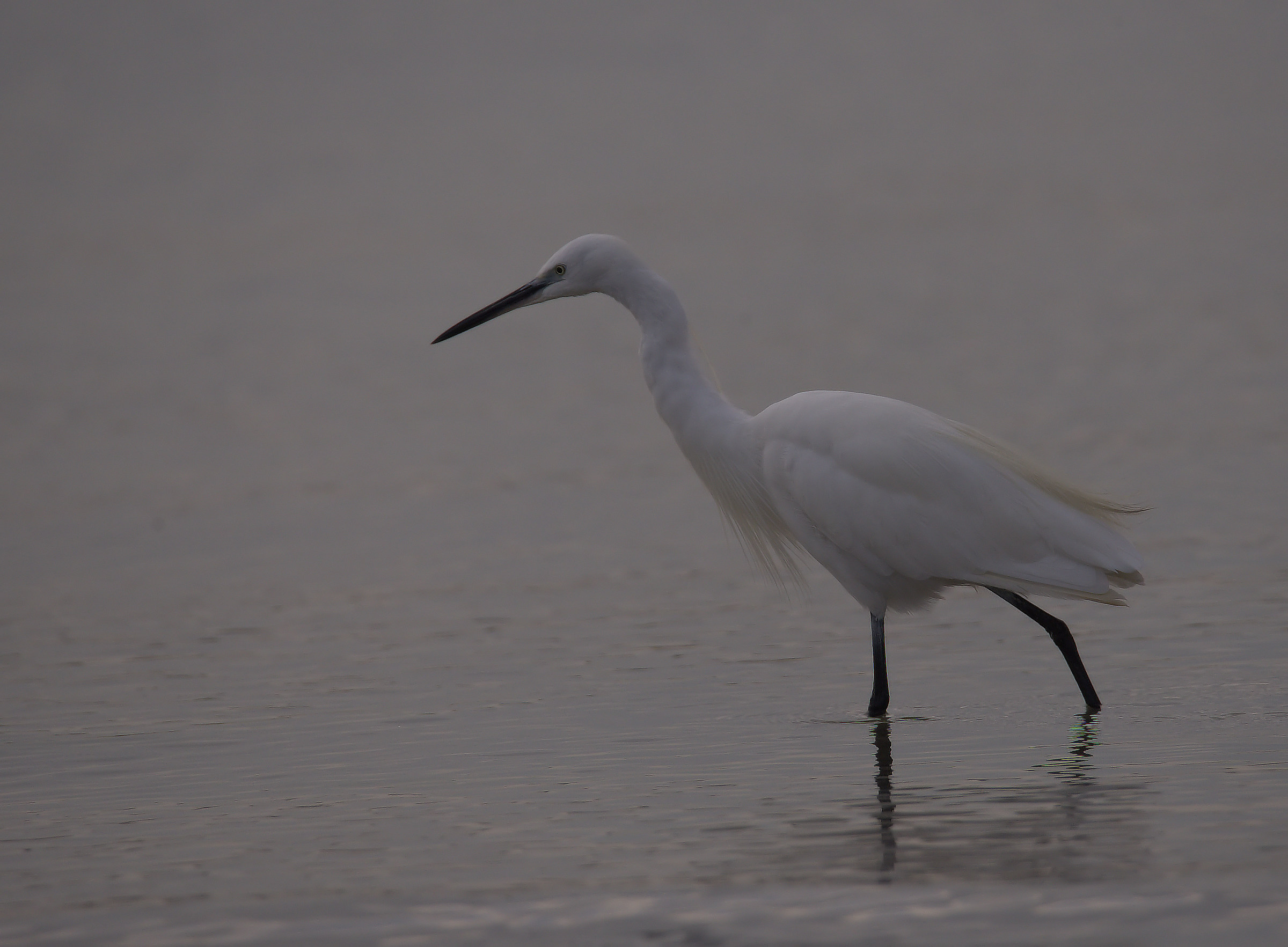 Egret