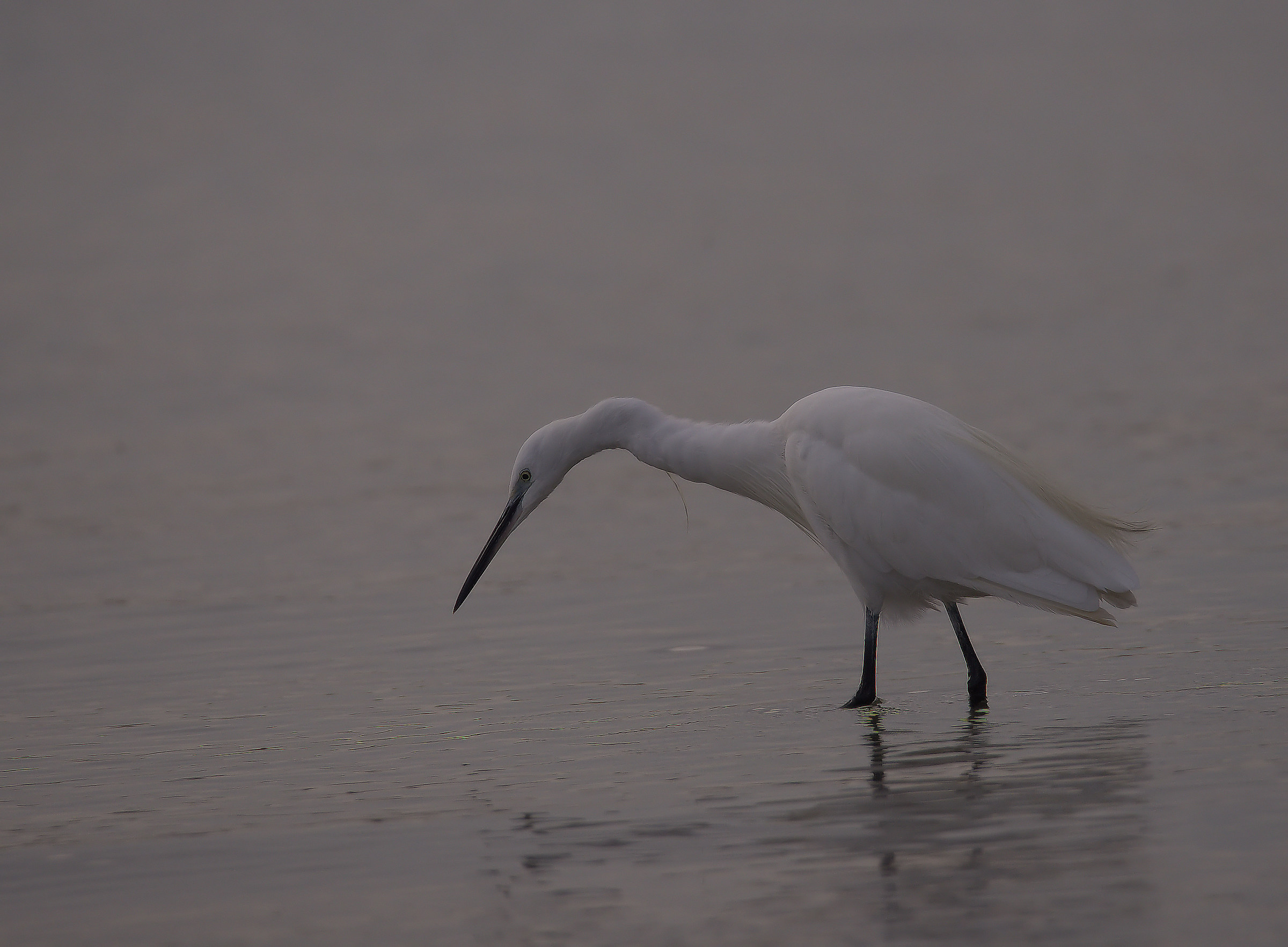 Egret