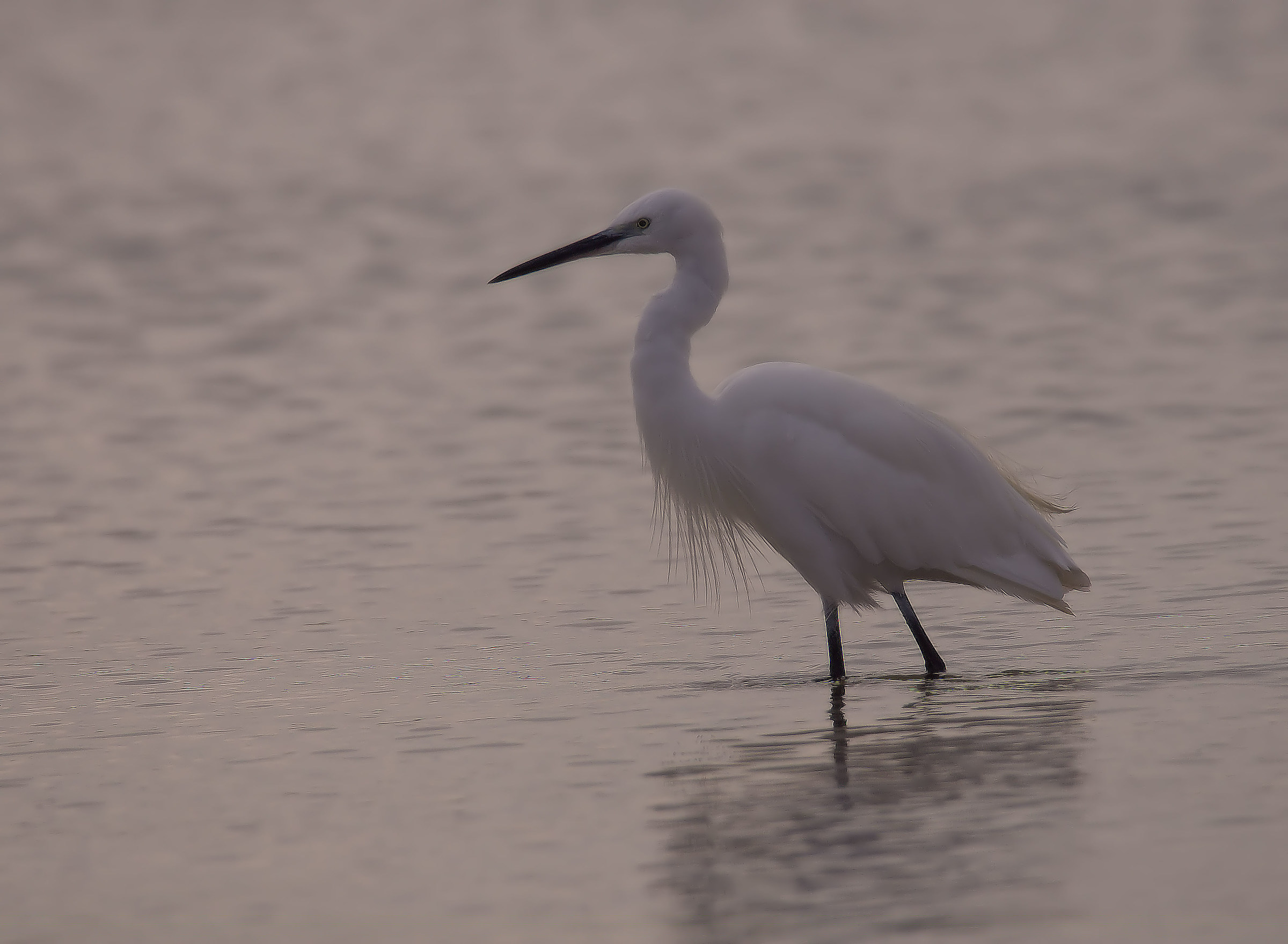 Egret