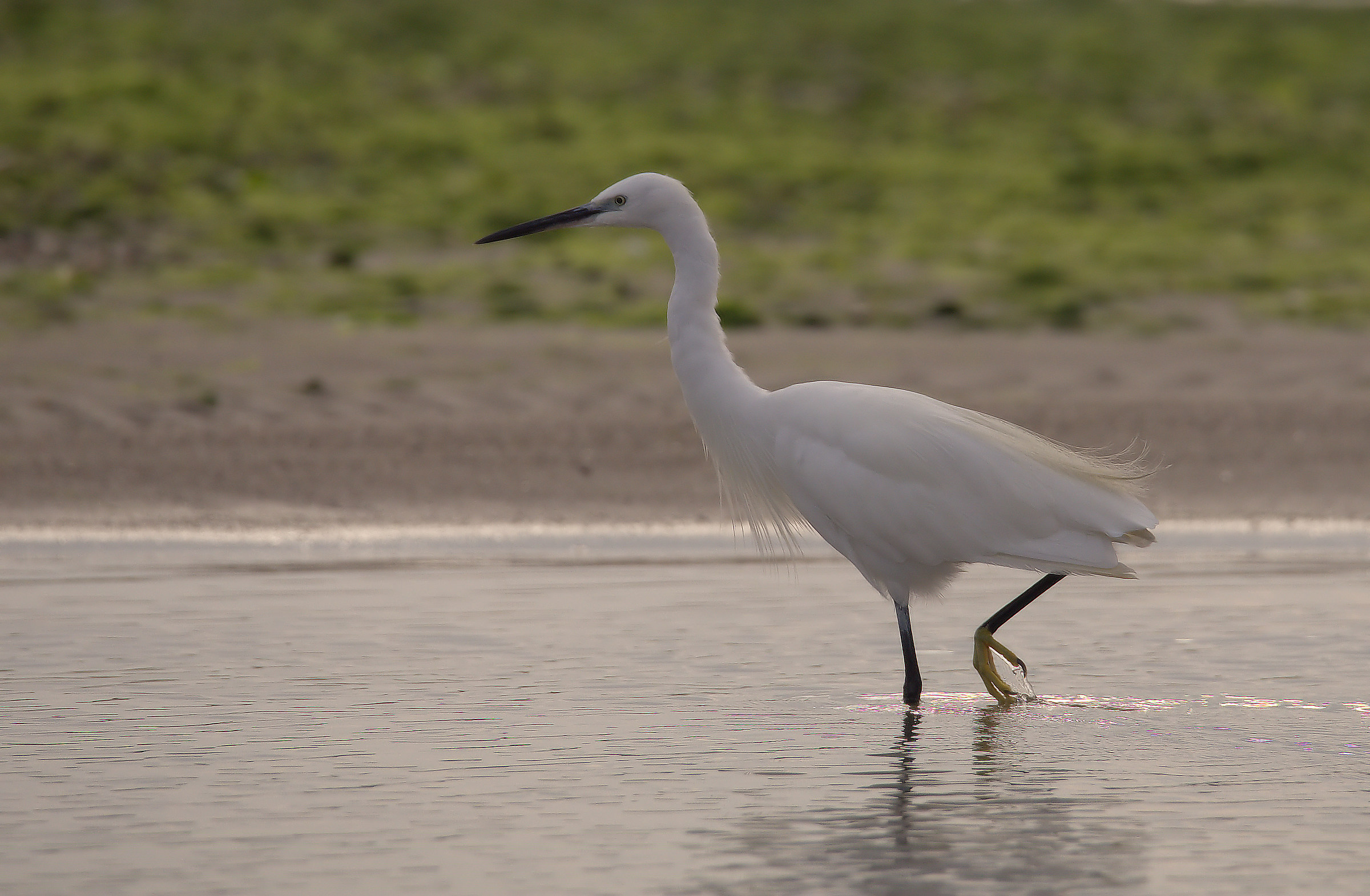 Egret