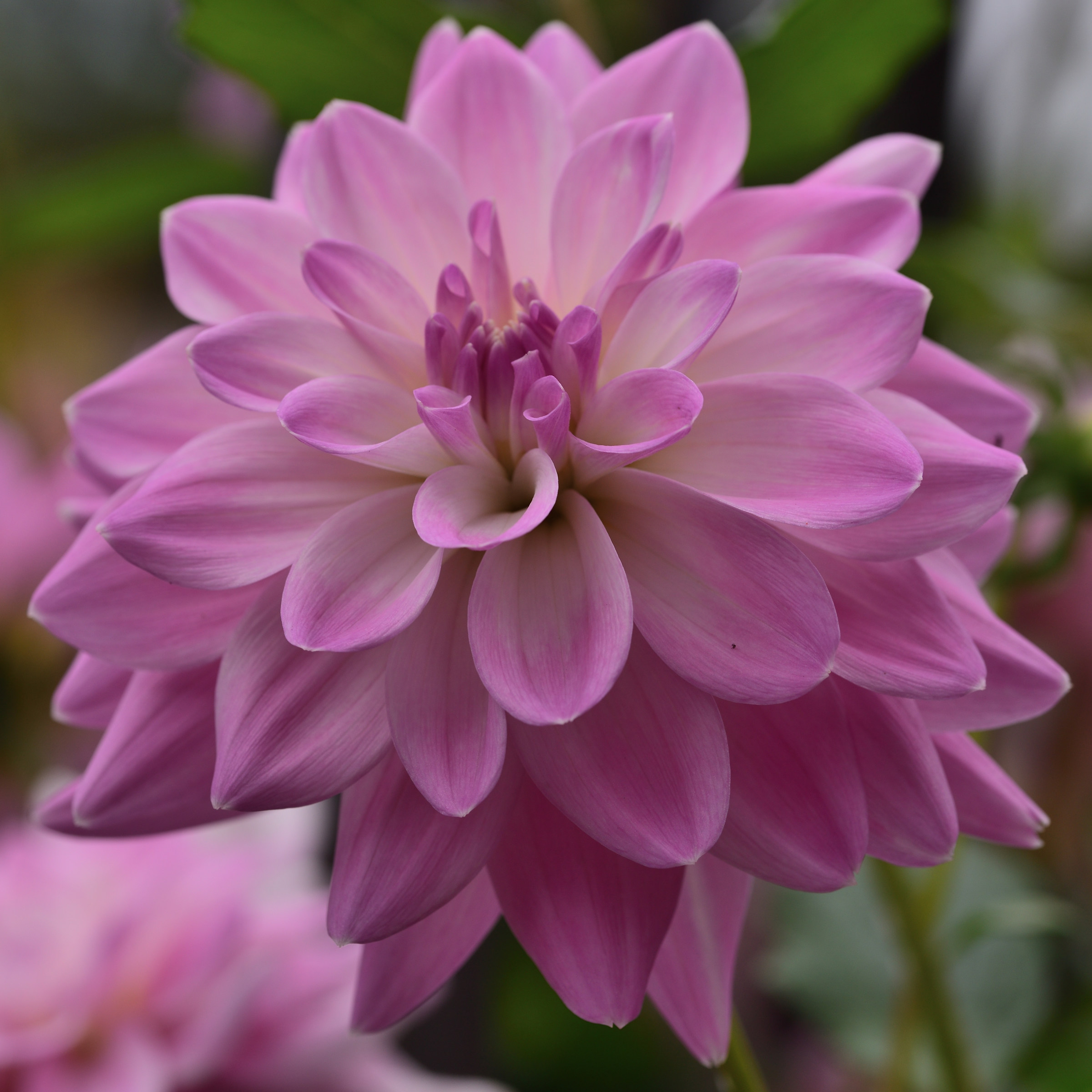 dahlia