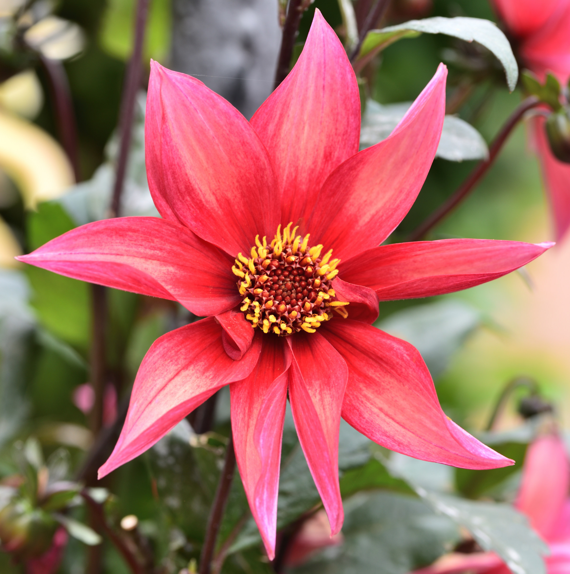 dahlia