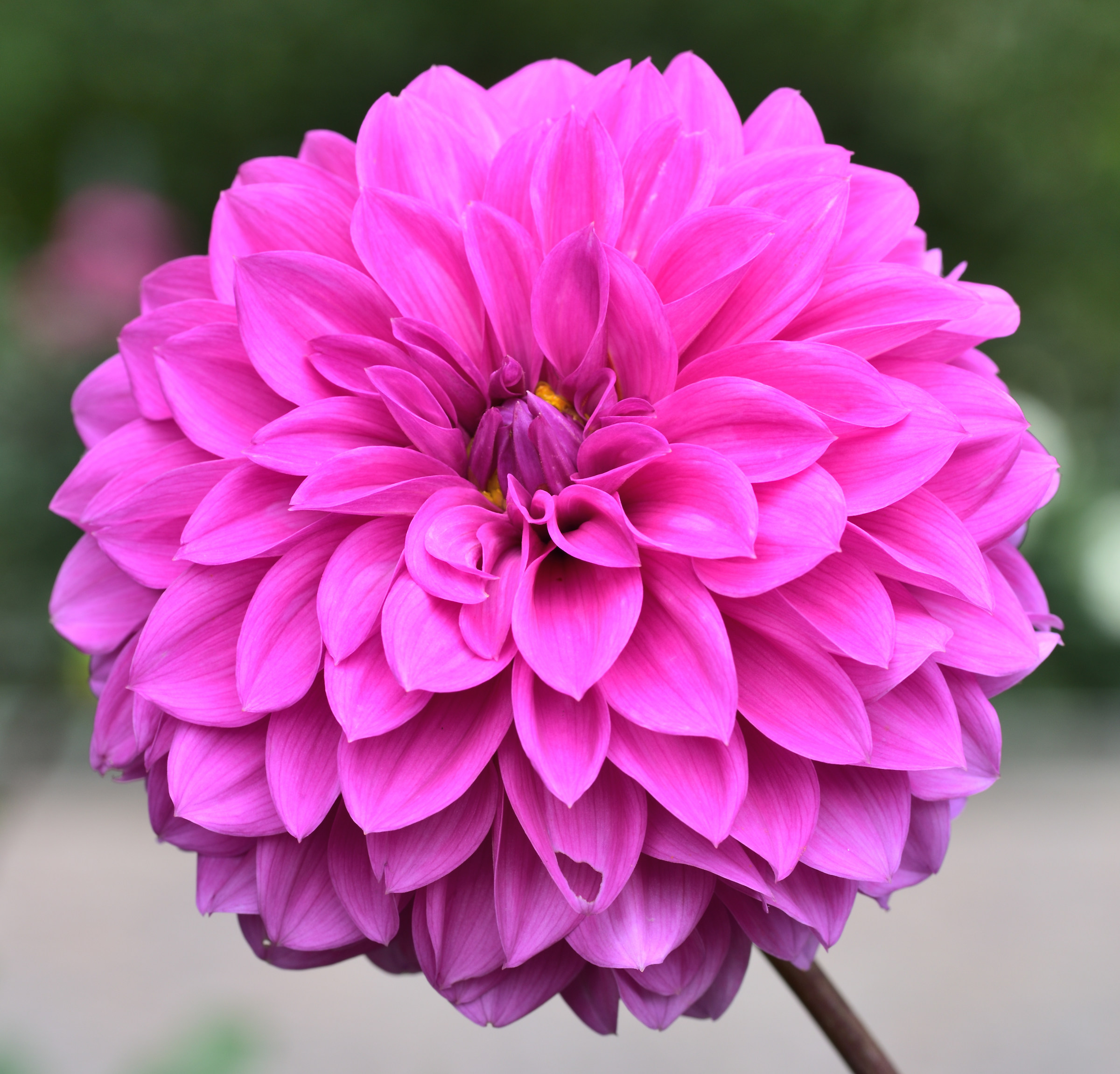 dahlia
