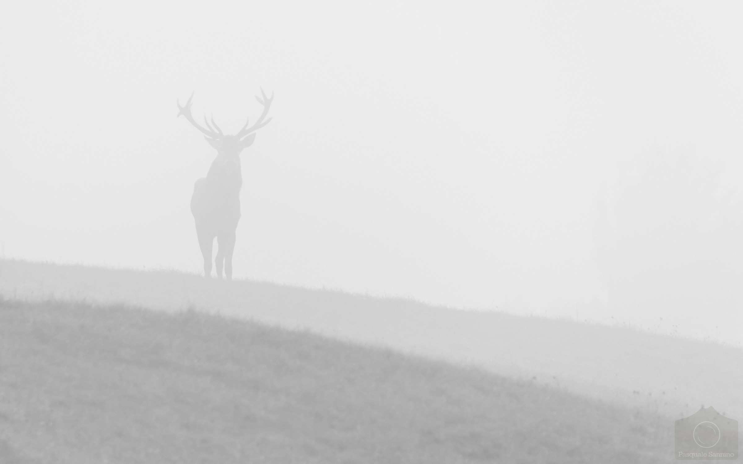 Red Deer in the Fog