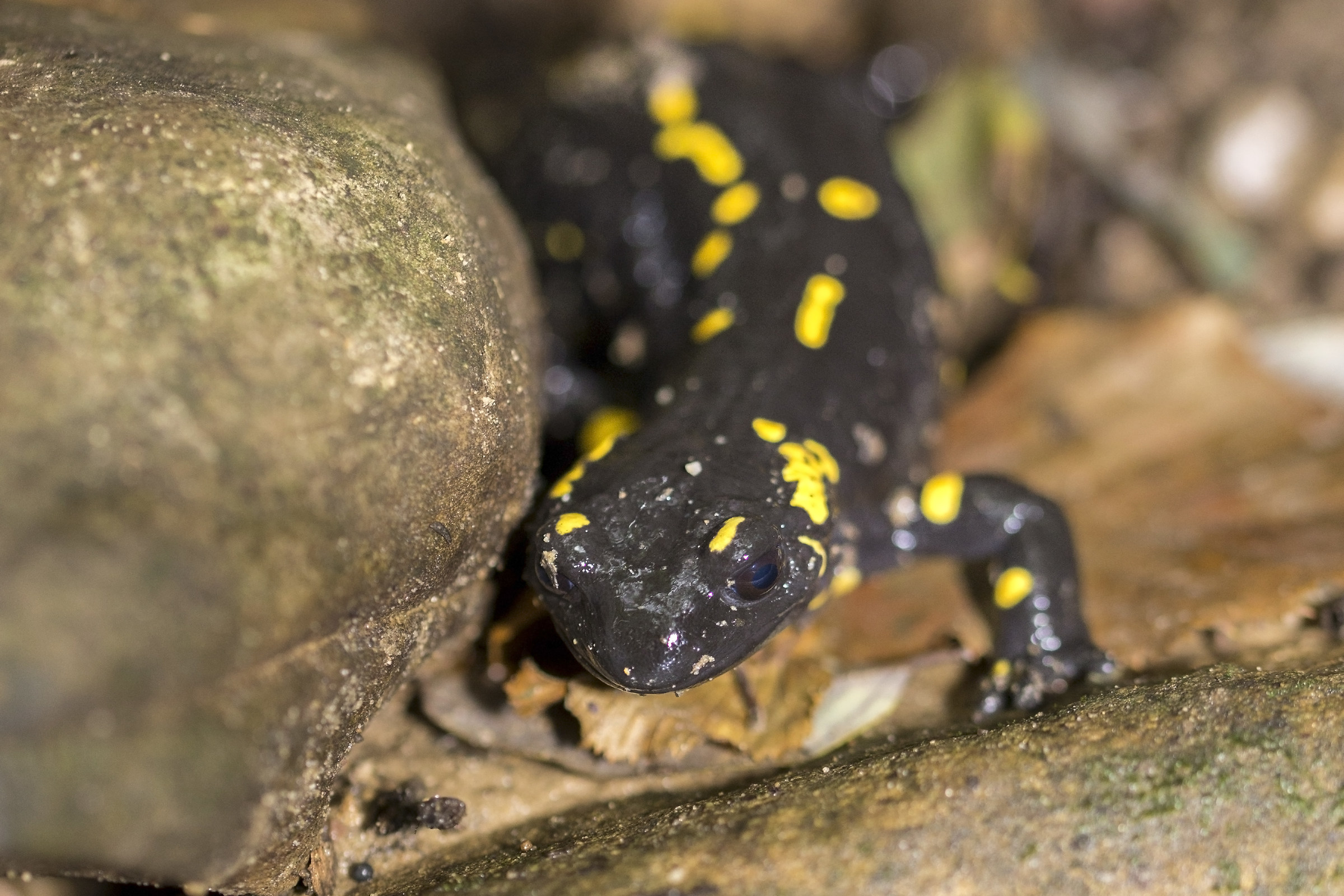 Salamandra pezzata 1