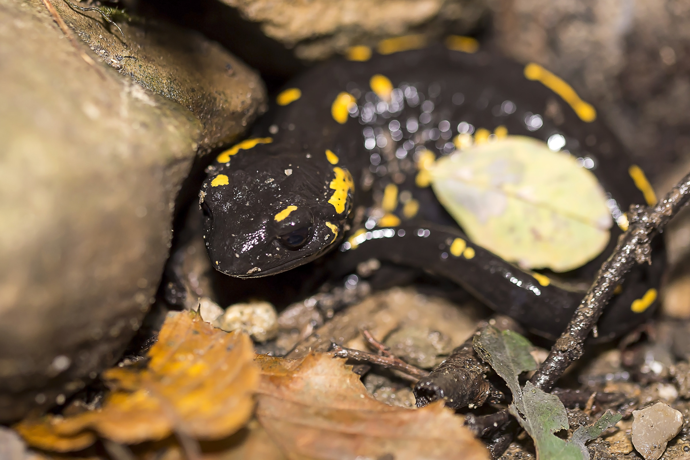 Salamandra pezzata 2