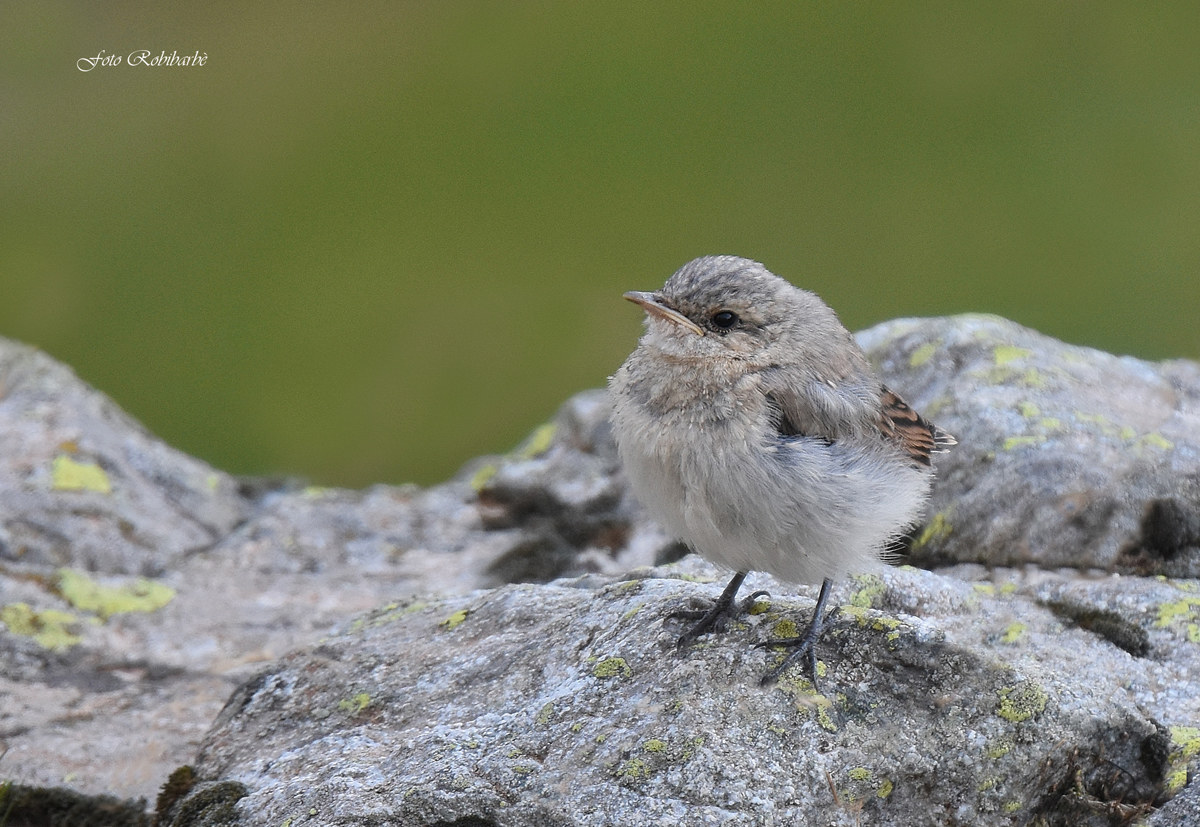 Pullo di Culbianco...