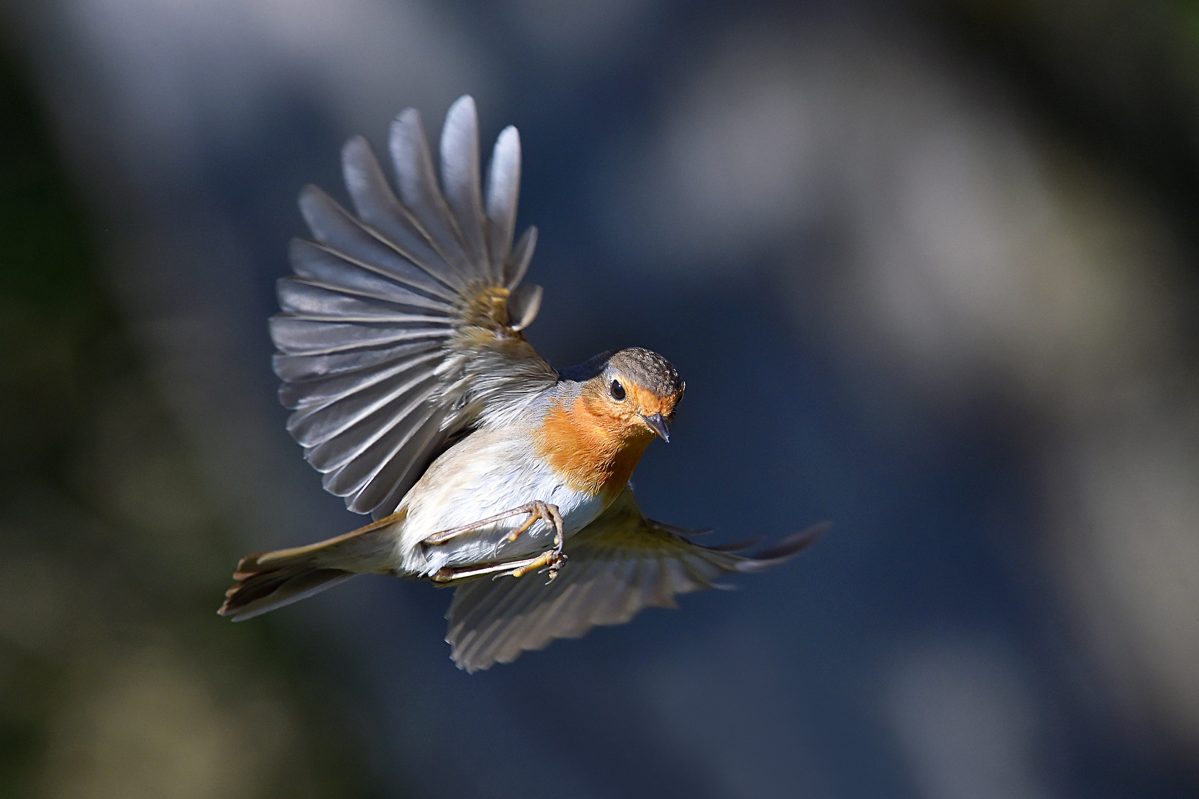 Feather Stories (Robin)