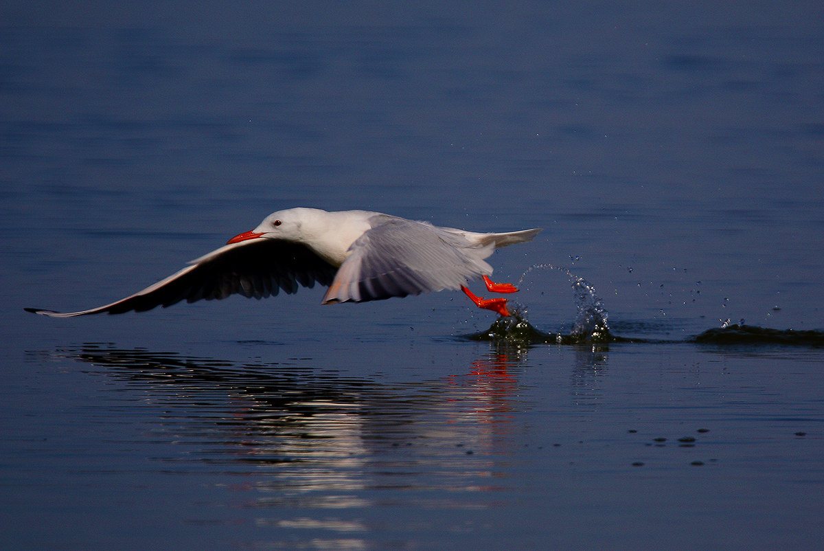 pink gull