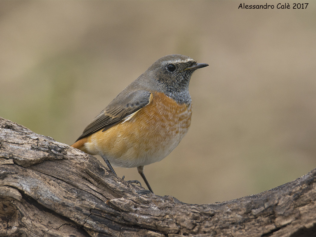 Phoenicurus phoenicurus (Codirosso) 2899