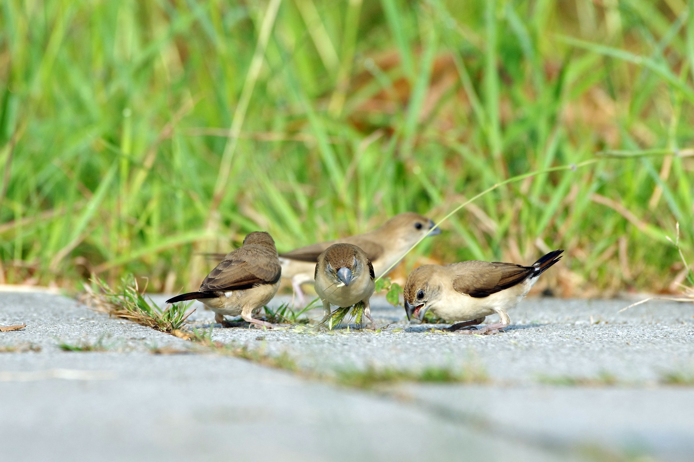 Indian Silverbill