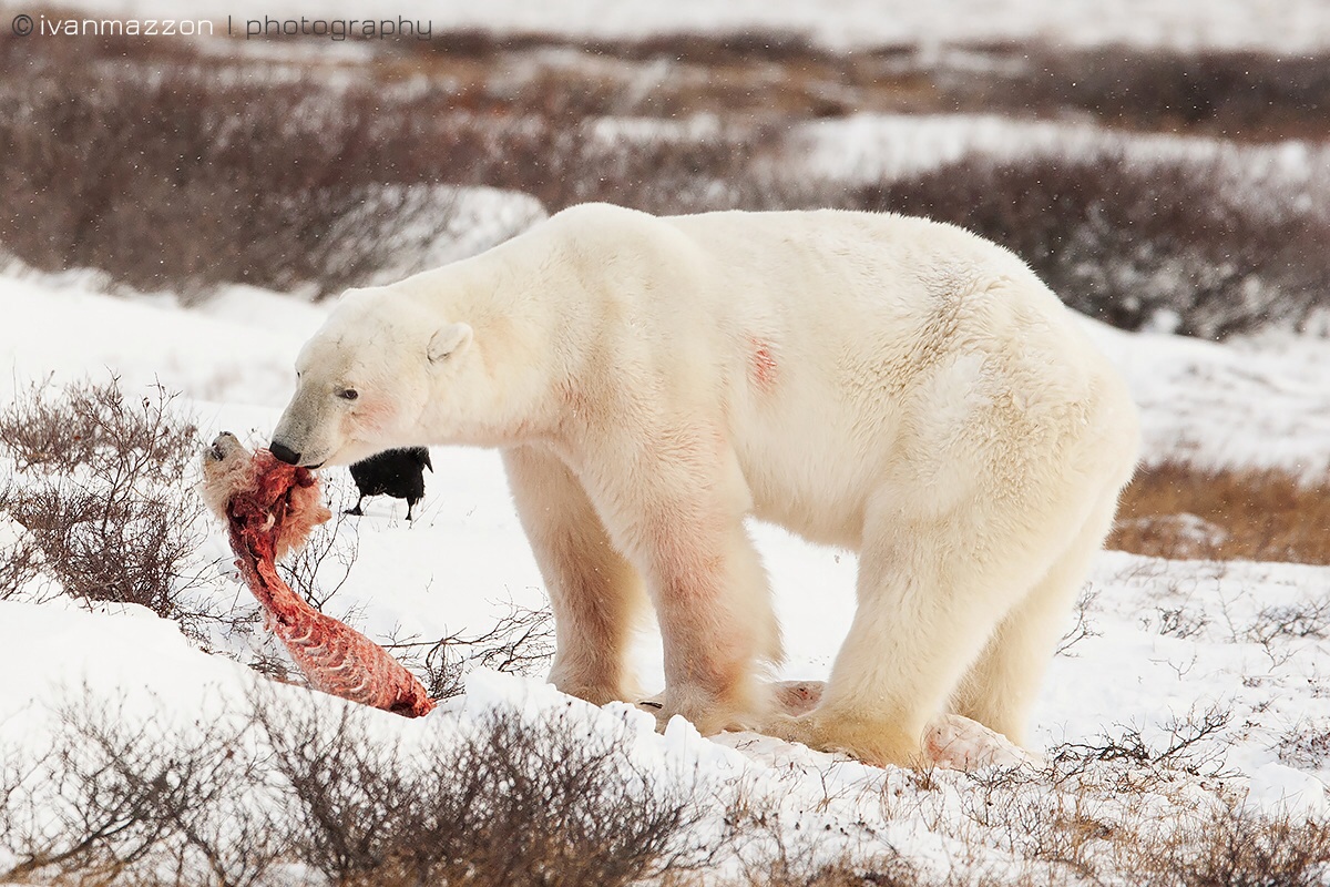 Infanticide and cannibalism