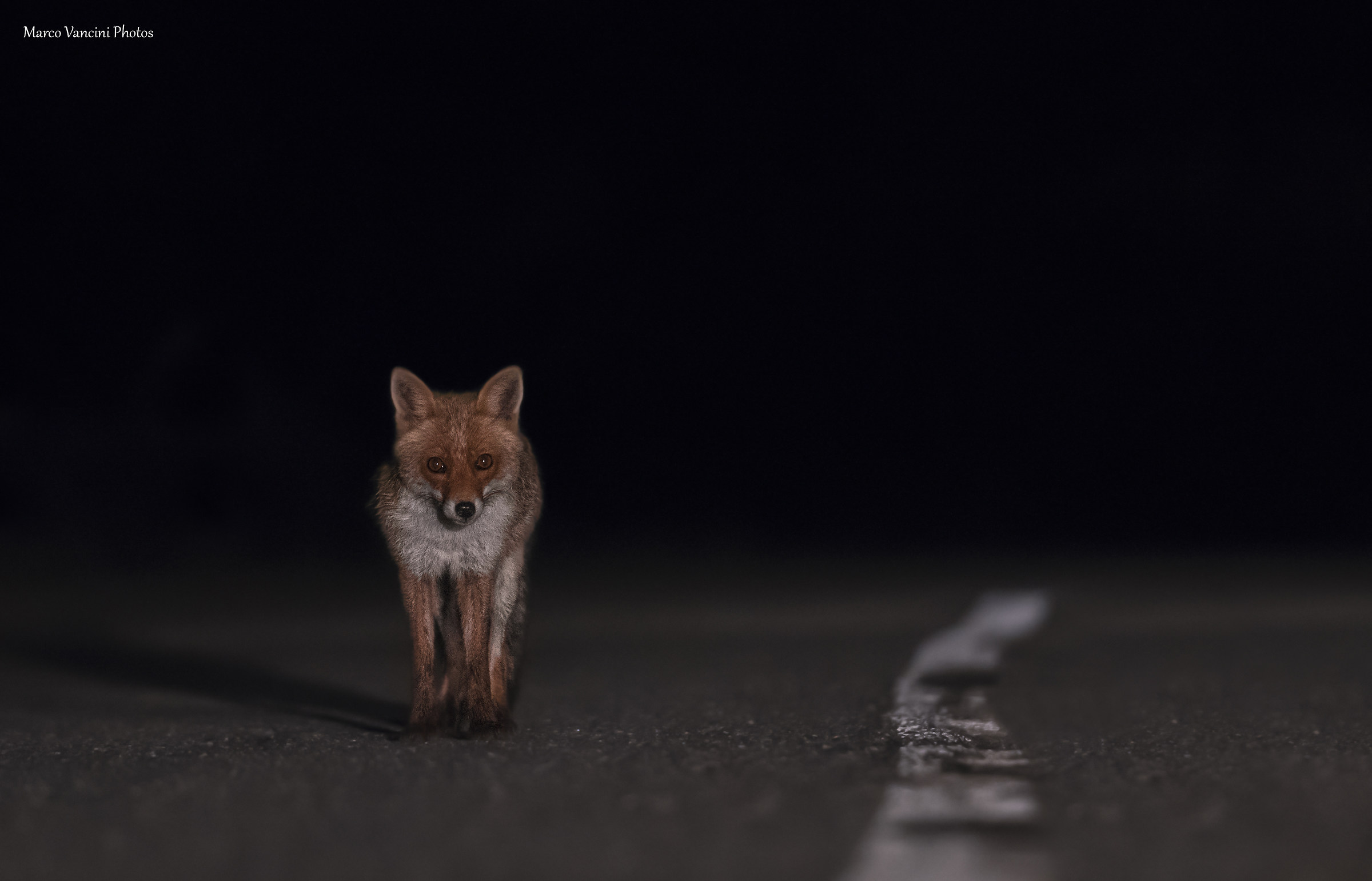 volpe di notte