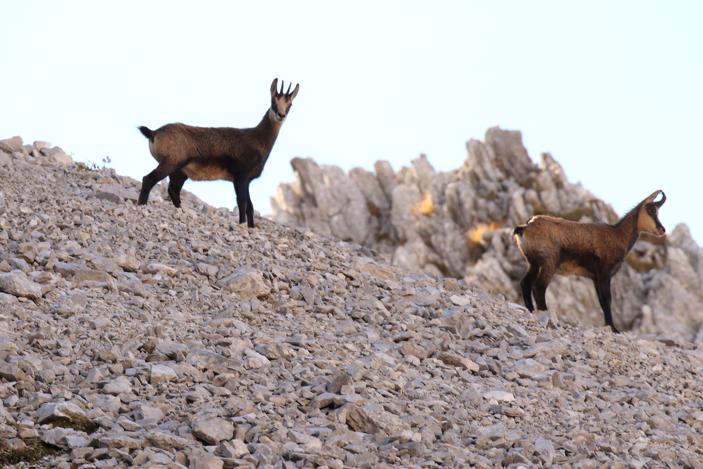 Ferrante scaffolding