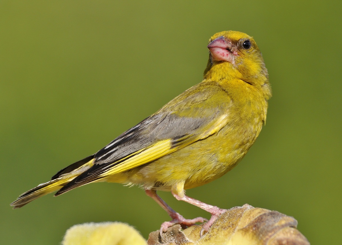 greenfinch