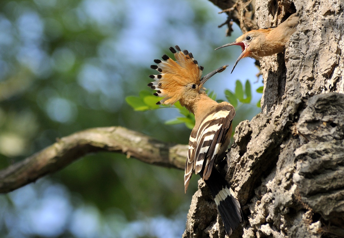 hoopoe to the nest