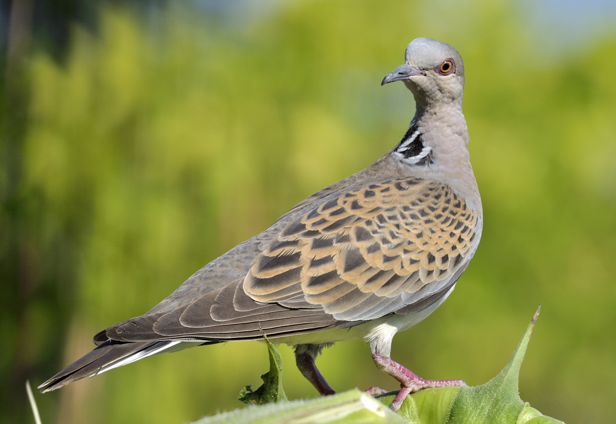 turtledove