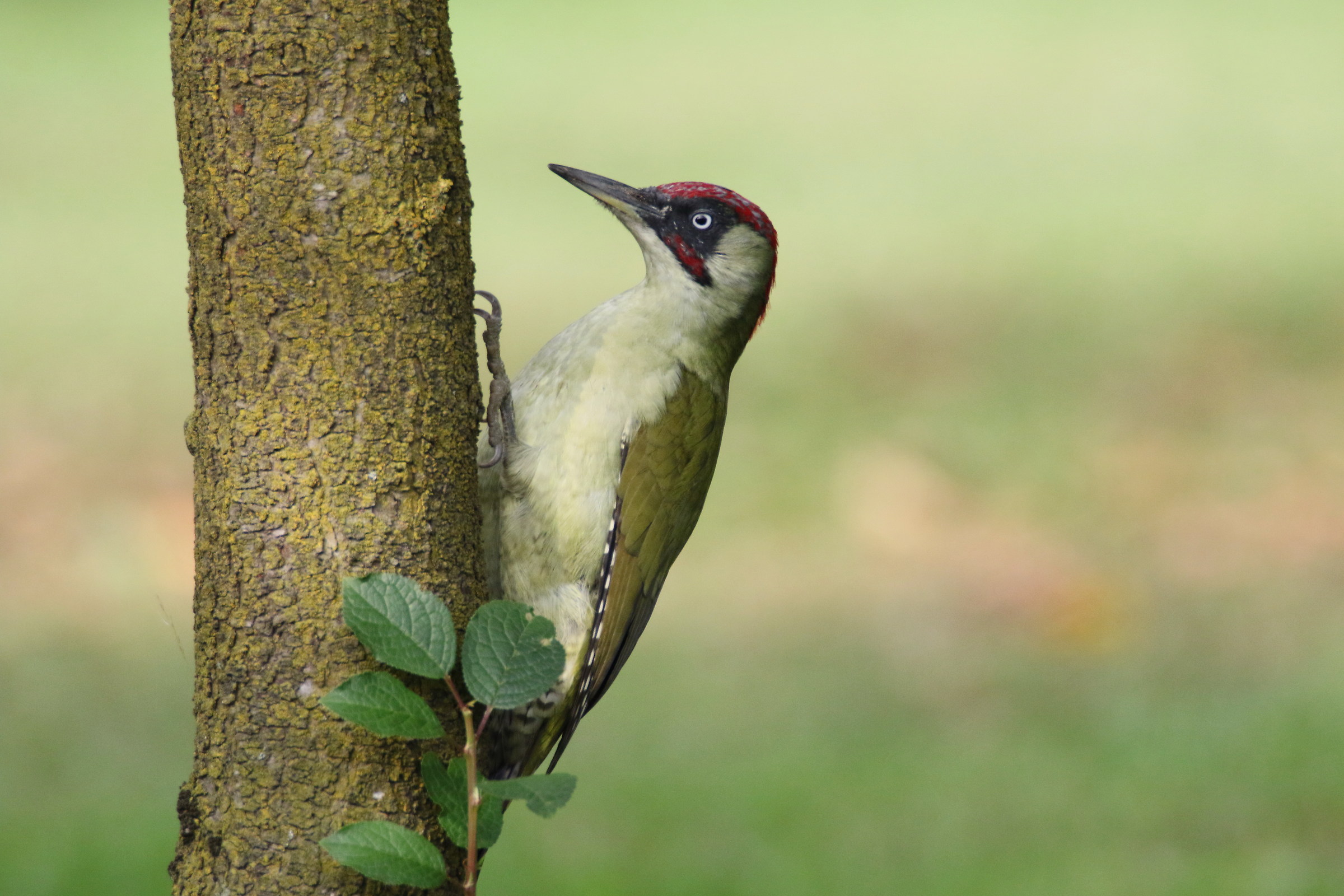 Green Woodpecker