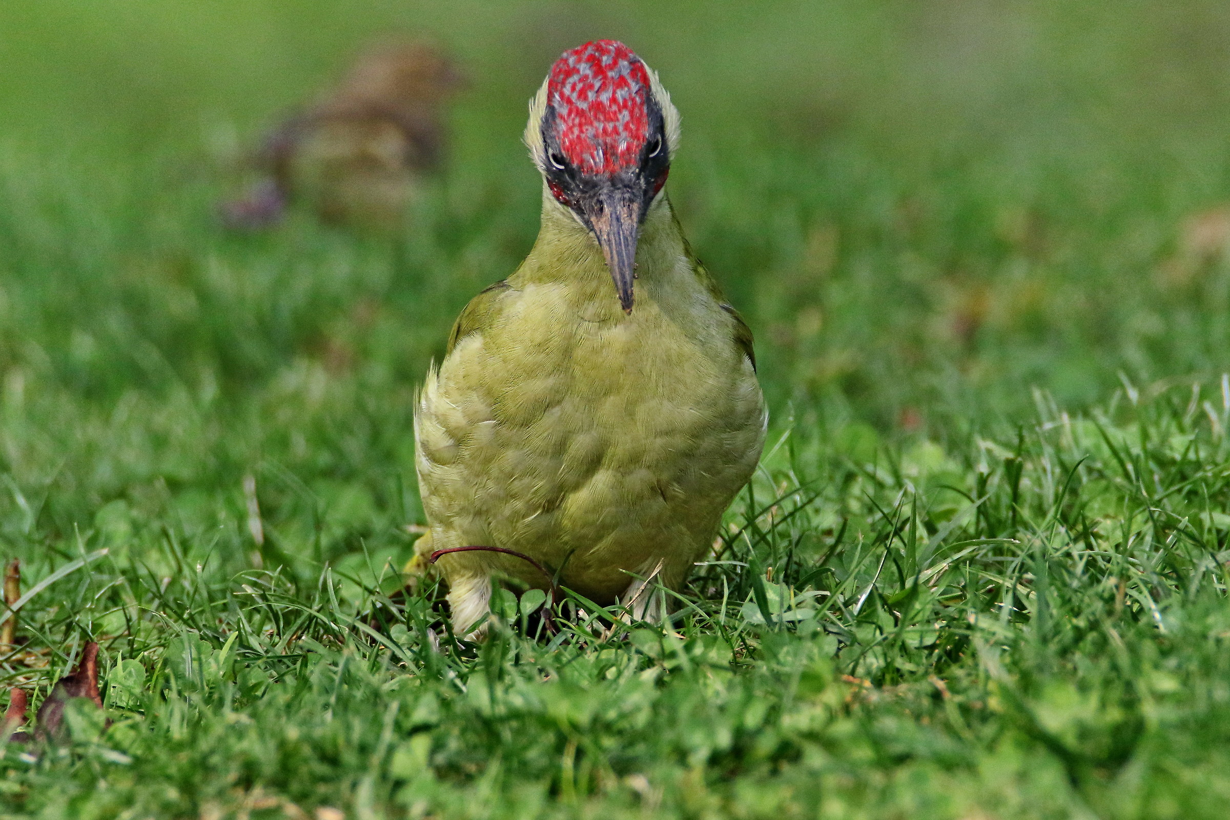 Green Woodpecker