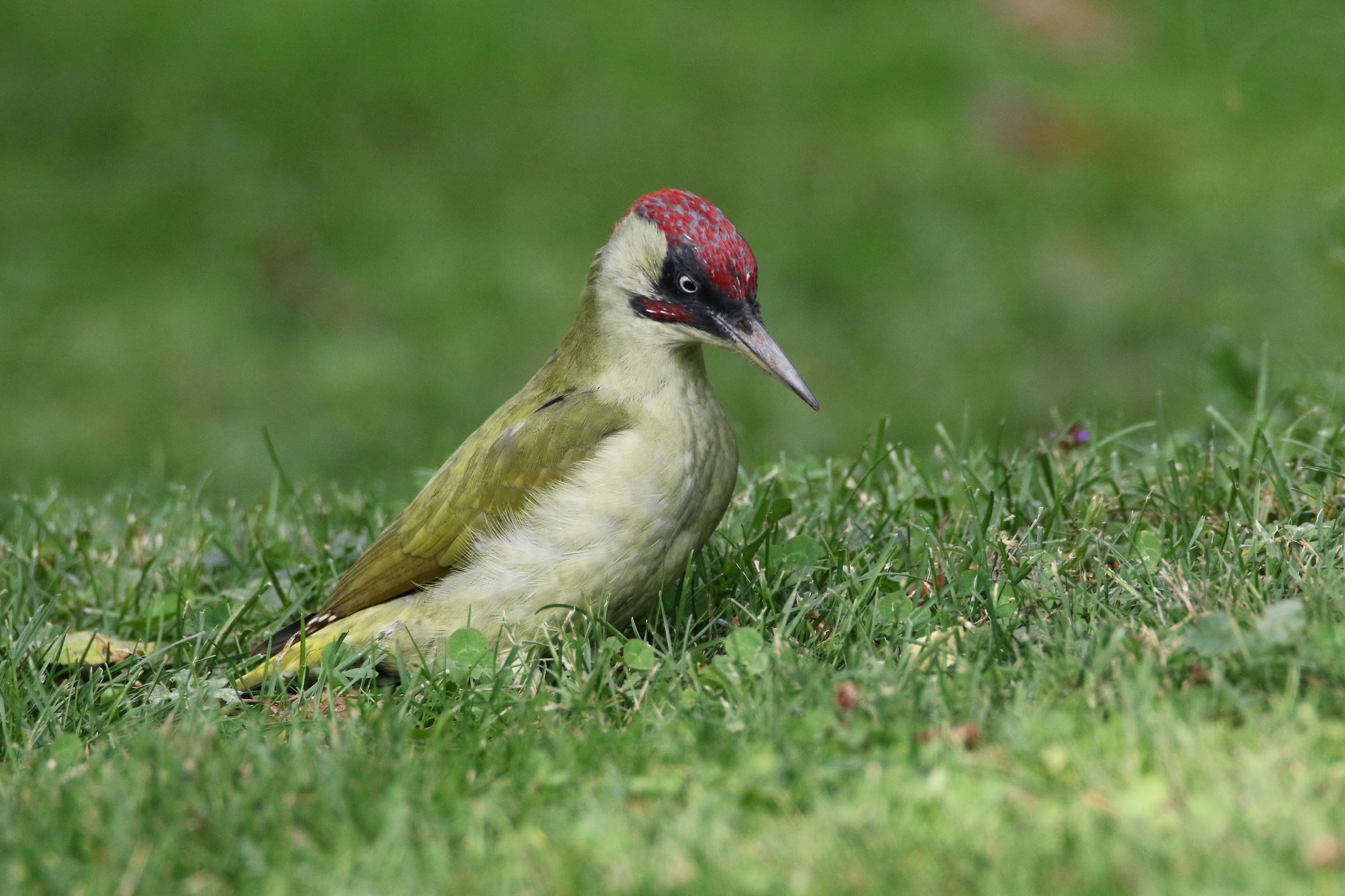 Green Woodpecker