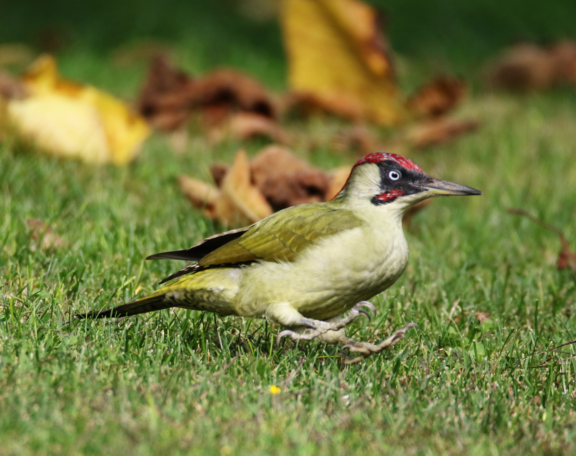 Green Woodpecker