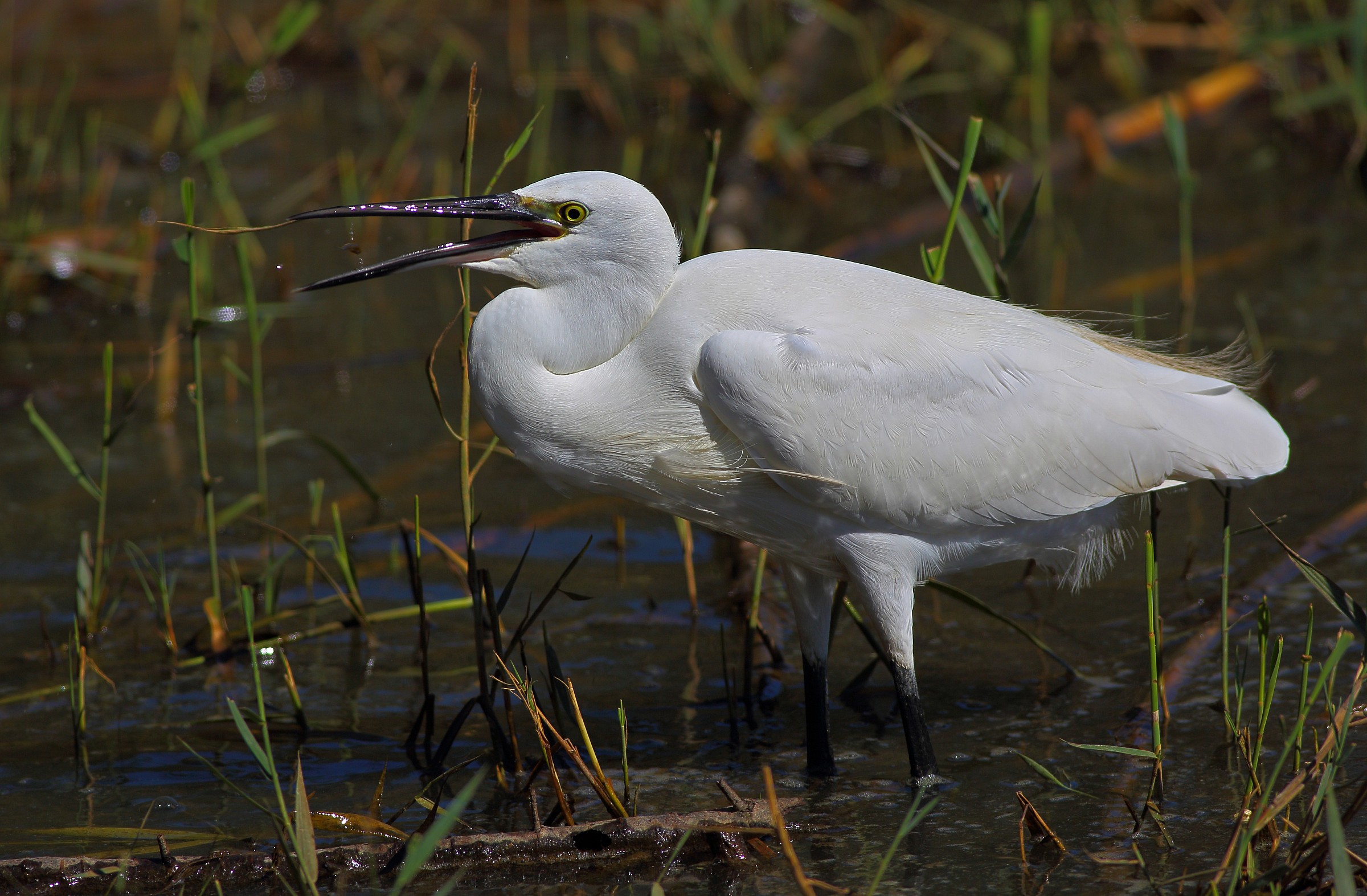 Egret with gambusia
