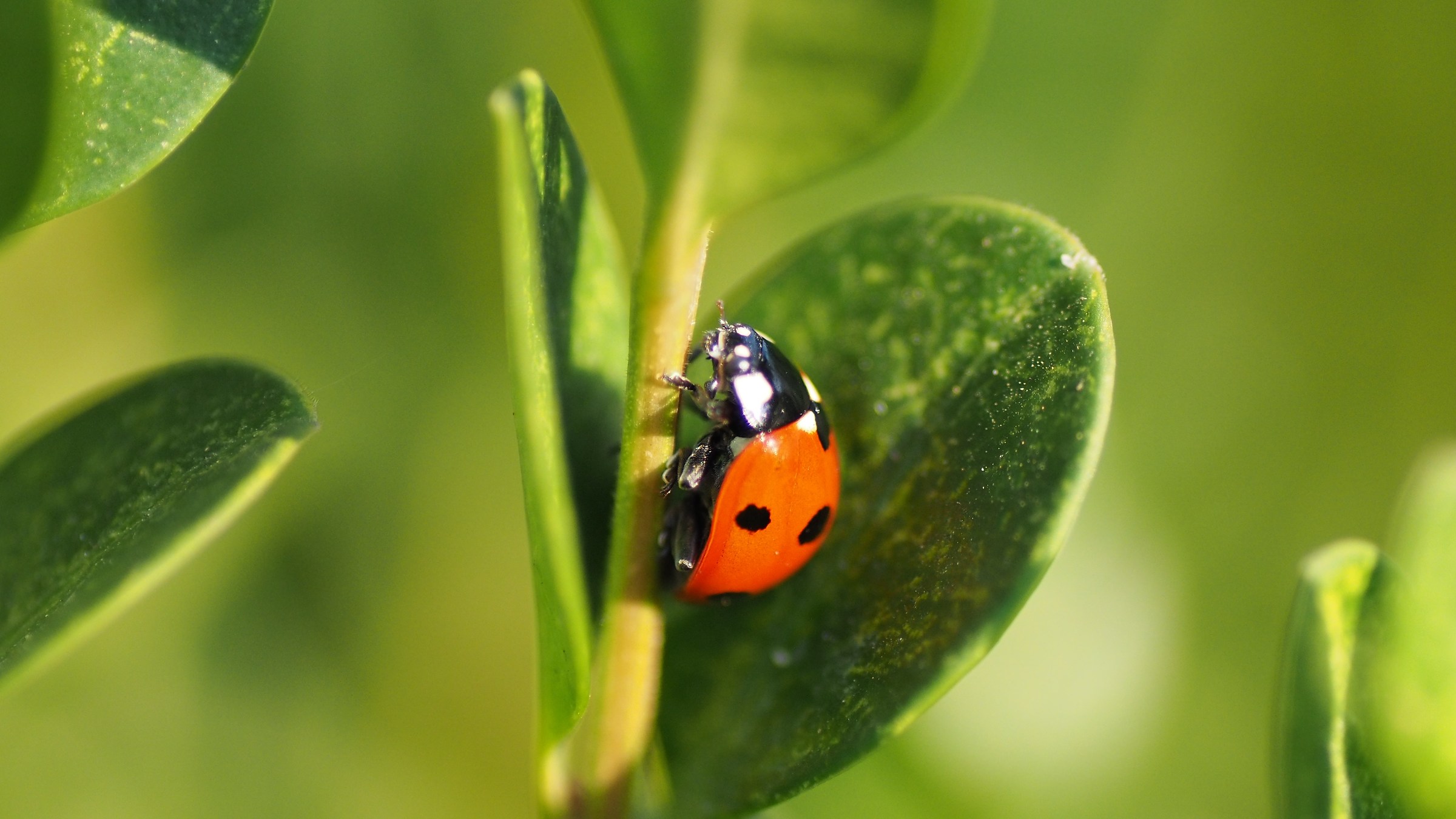coccinella