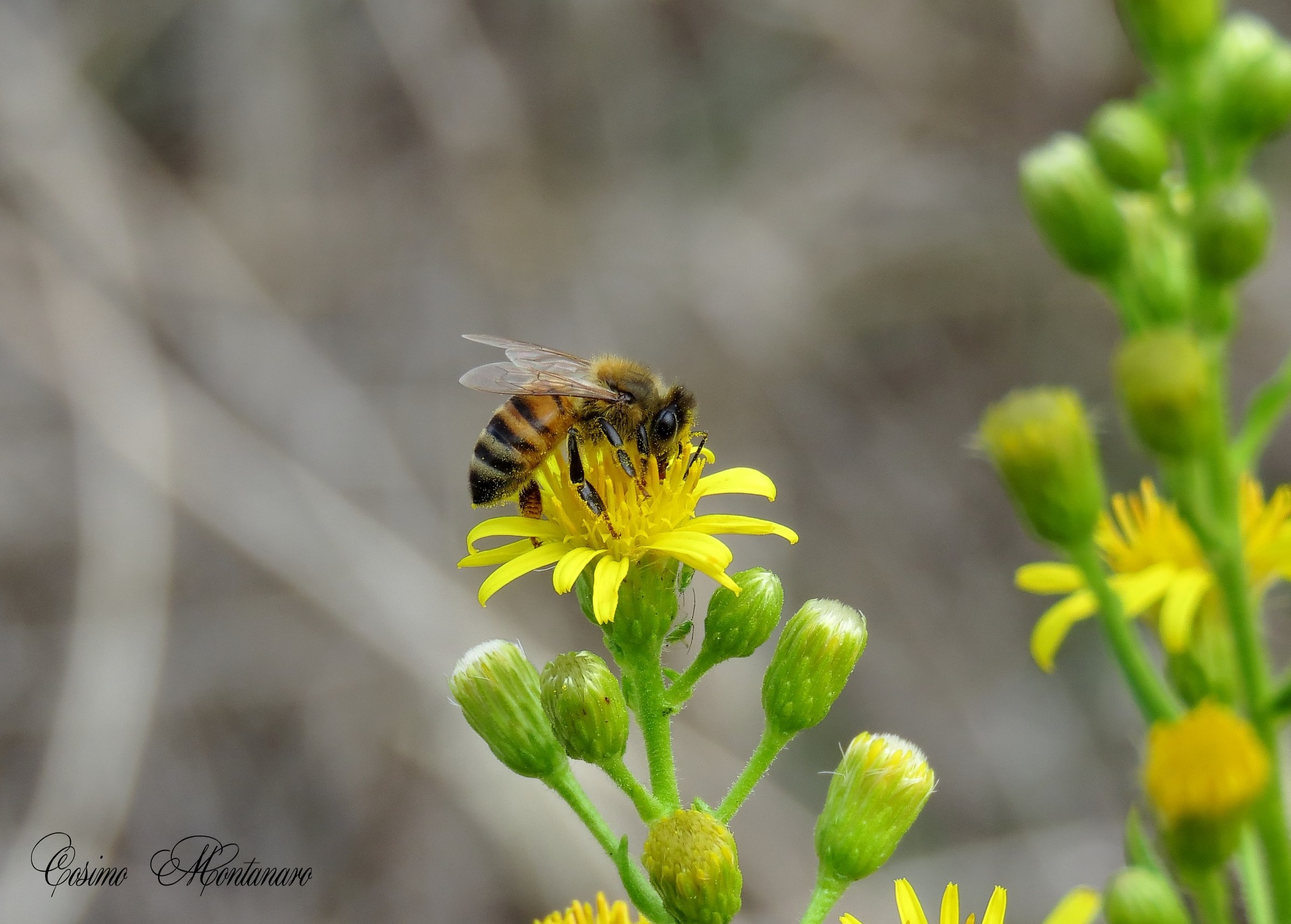 Apis mellifera