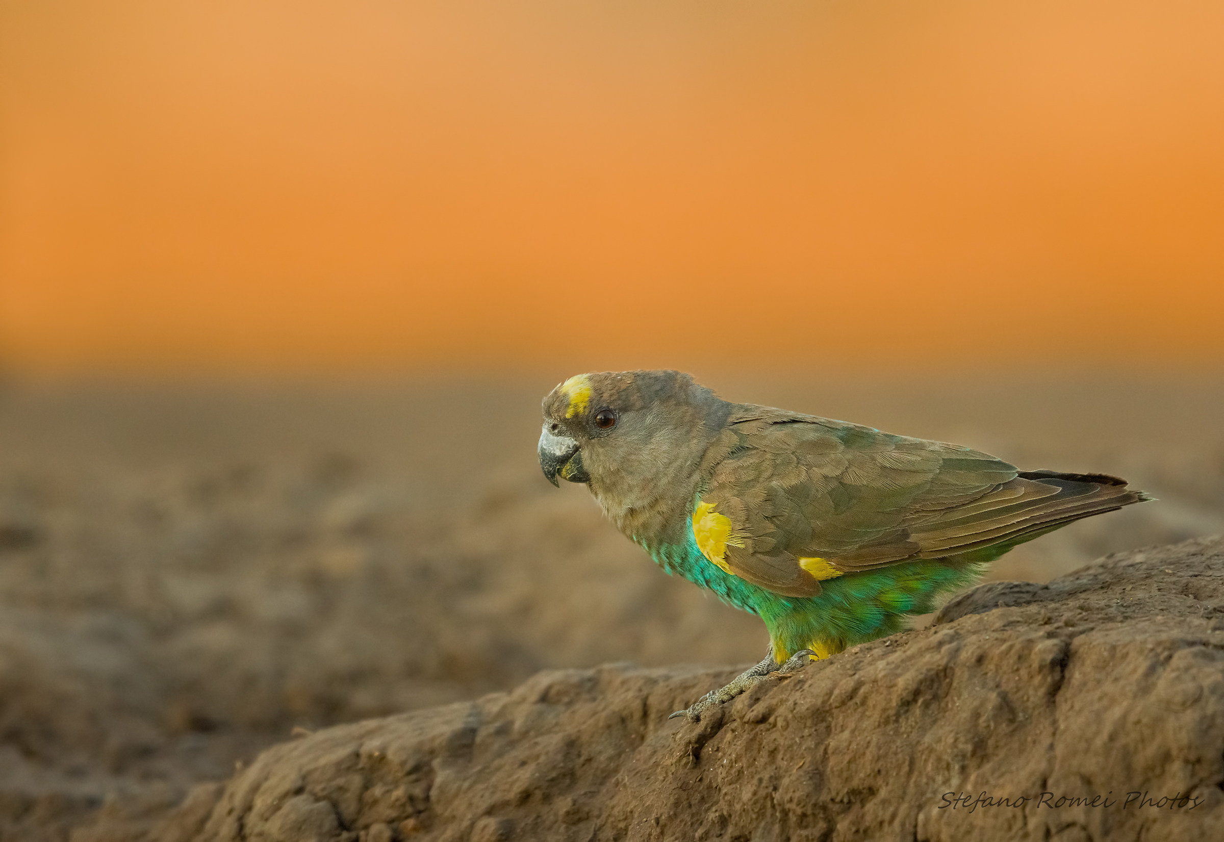 sunrise at the puddle