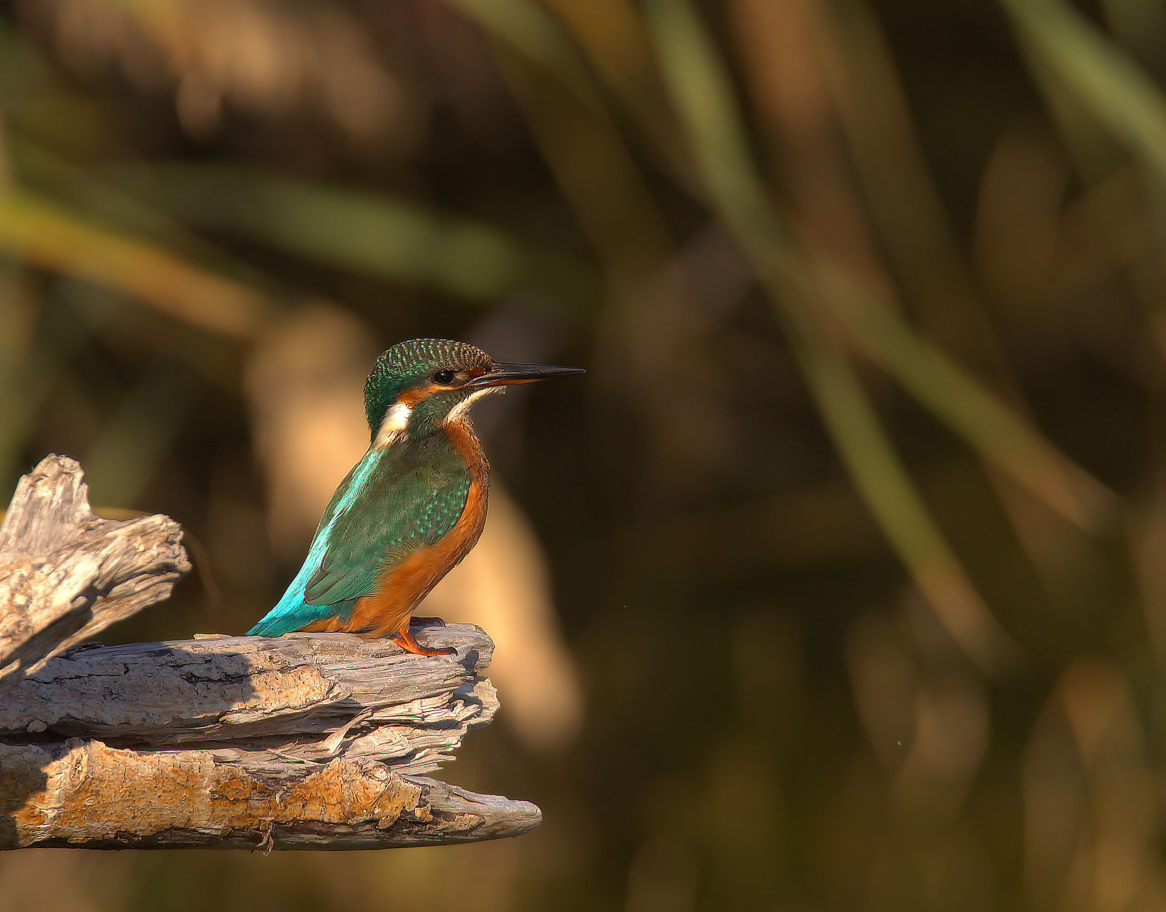 Martin fisherman female