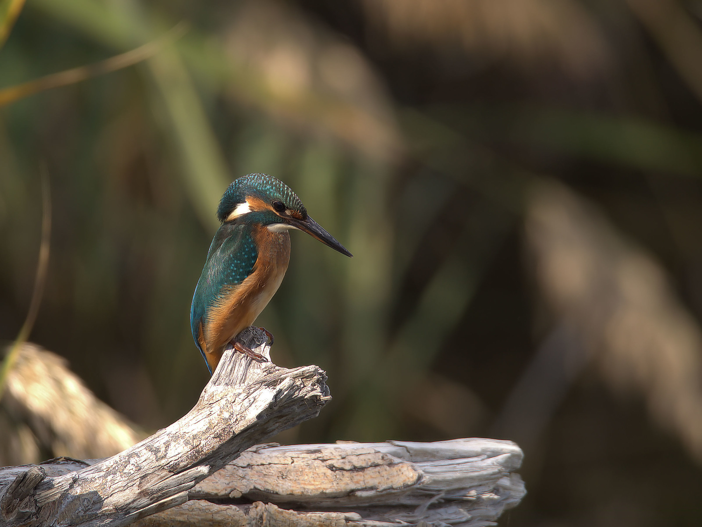 Martin fisherman female