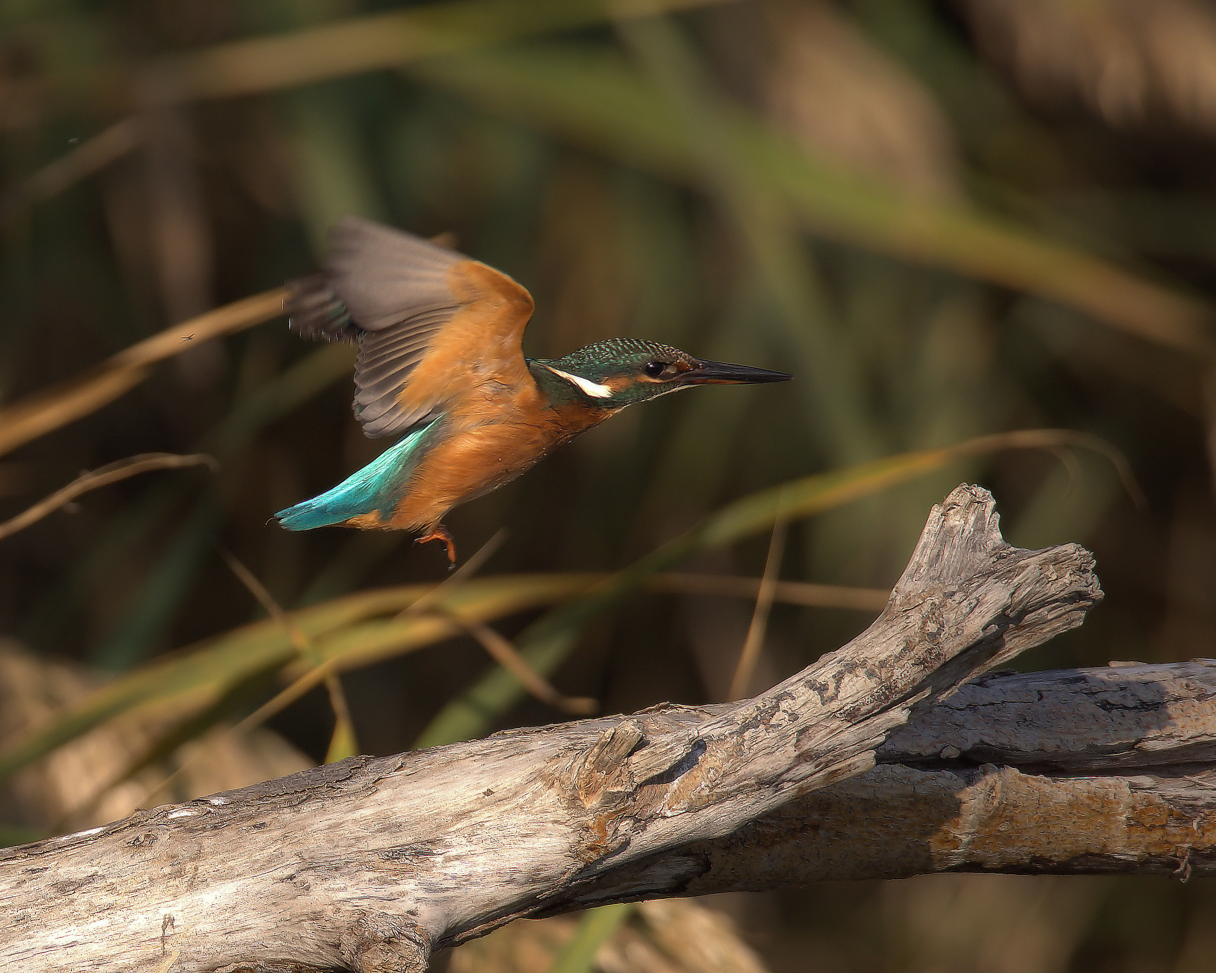 Martin fisherman female