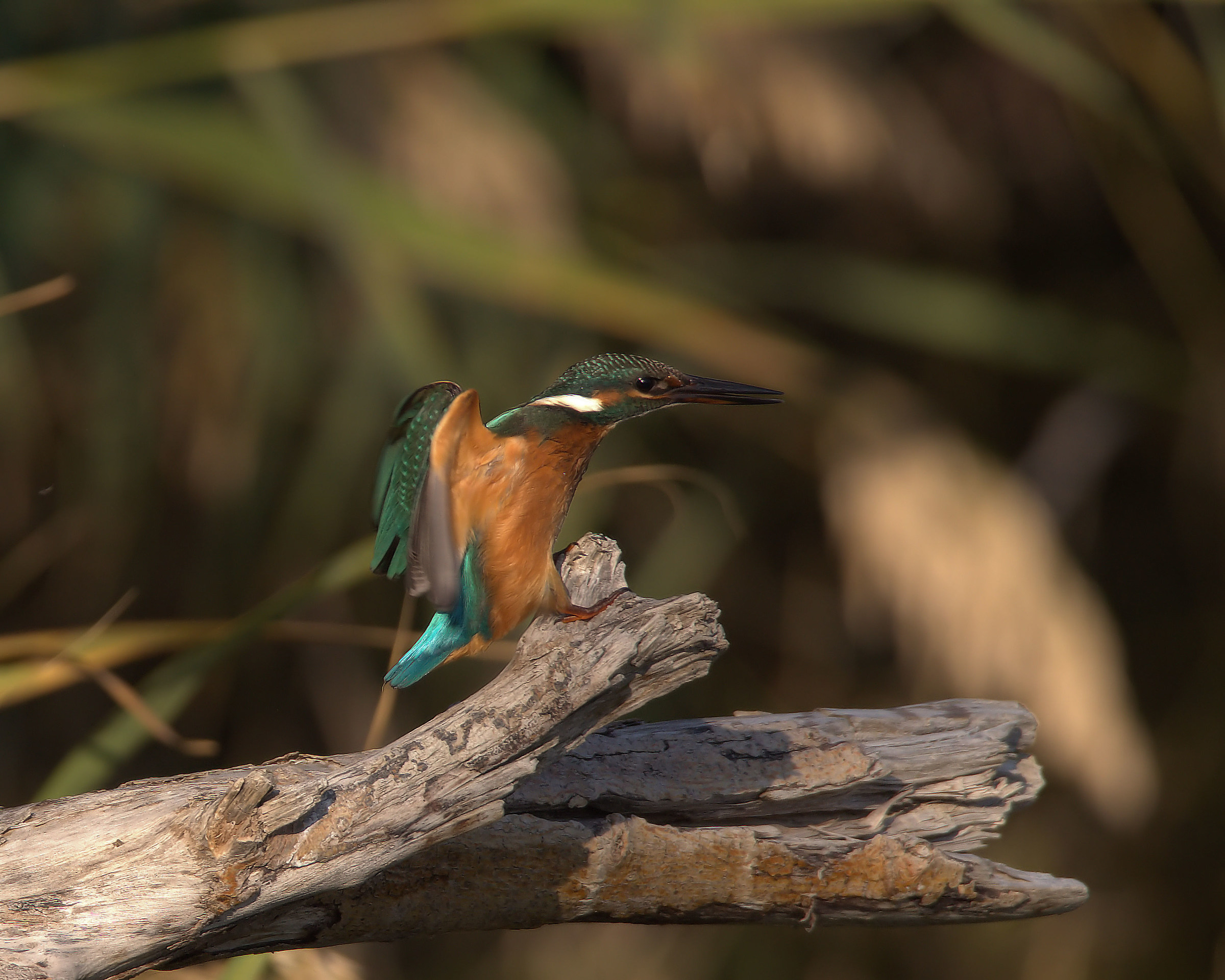 Martin fisherman female